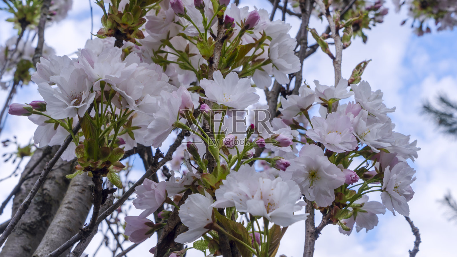 美丽的樱花盛开的特写。有选择性的重点。樱花的花园。美味的樱花盛开。照片摄影图片