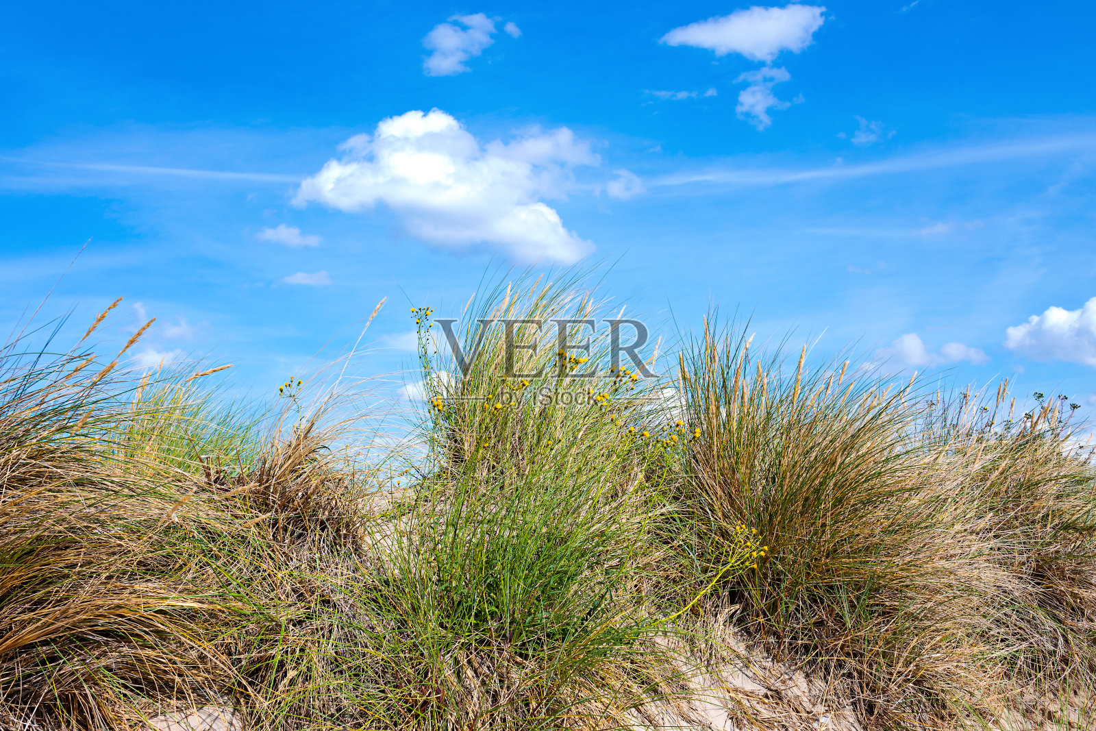 沙丘上的芦苇草和天空。照片摄影图片
