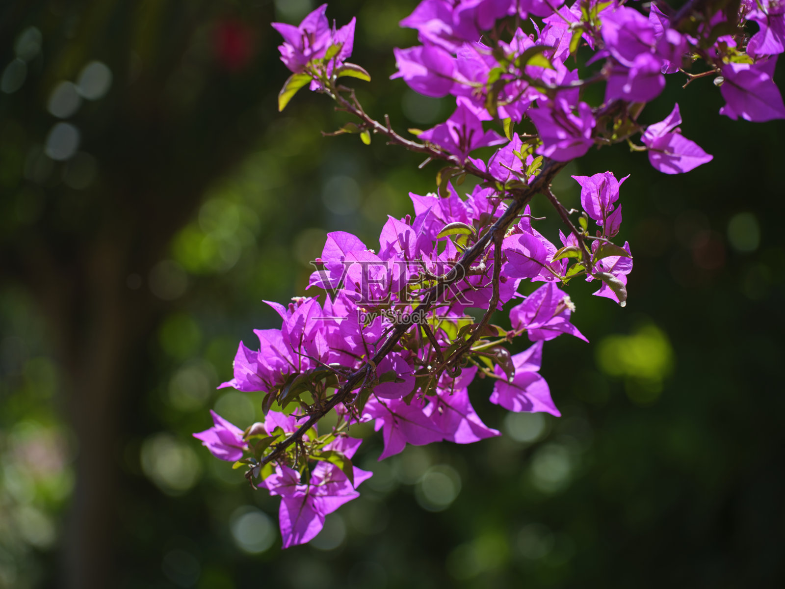 五彩缤纷的花朵在美丽的夏日照片摄影图片