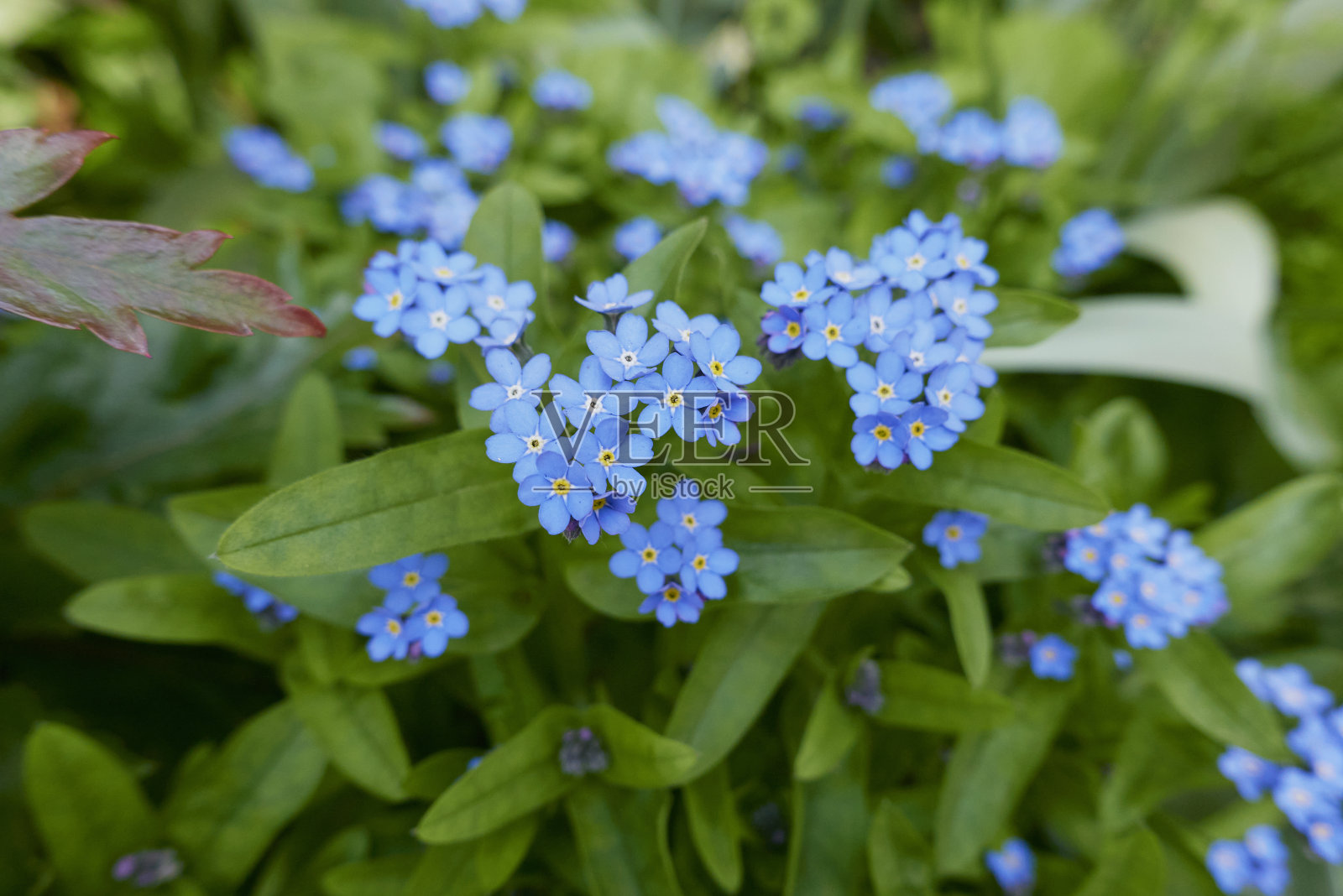 林中肌炎开花照片摄影图片