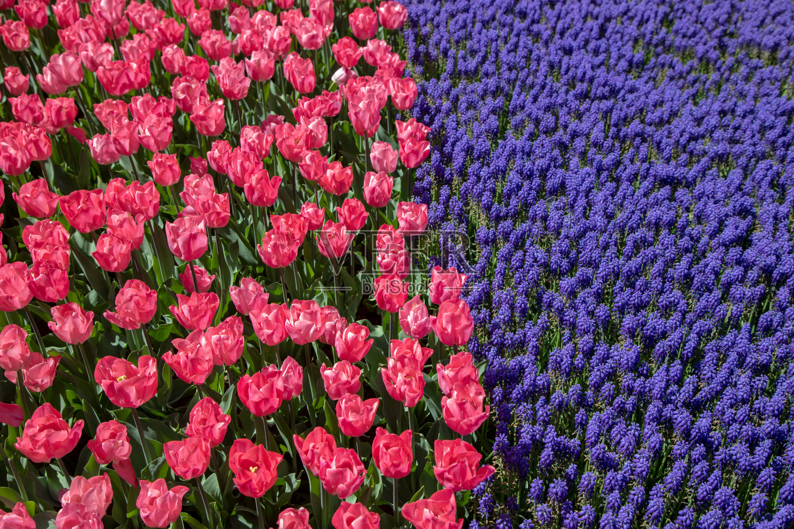 粉红色的郁金香花和紫色的风信子花照片摄影图片
