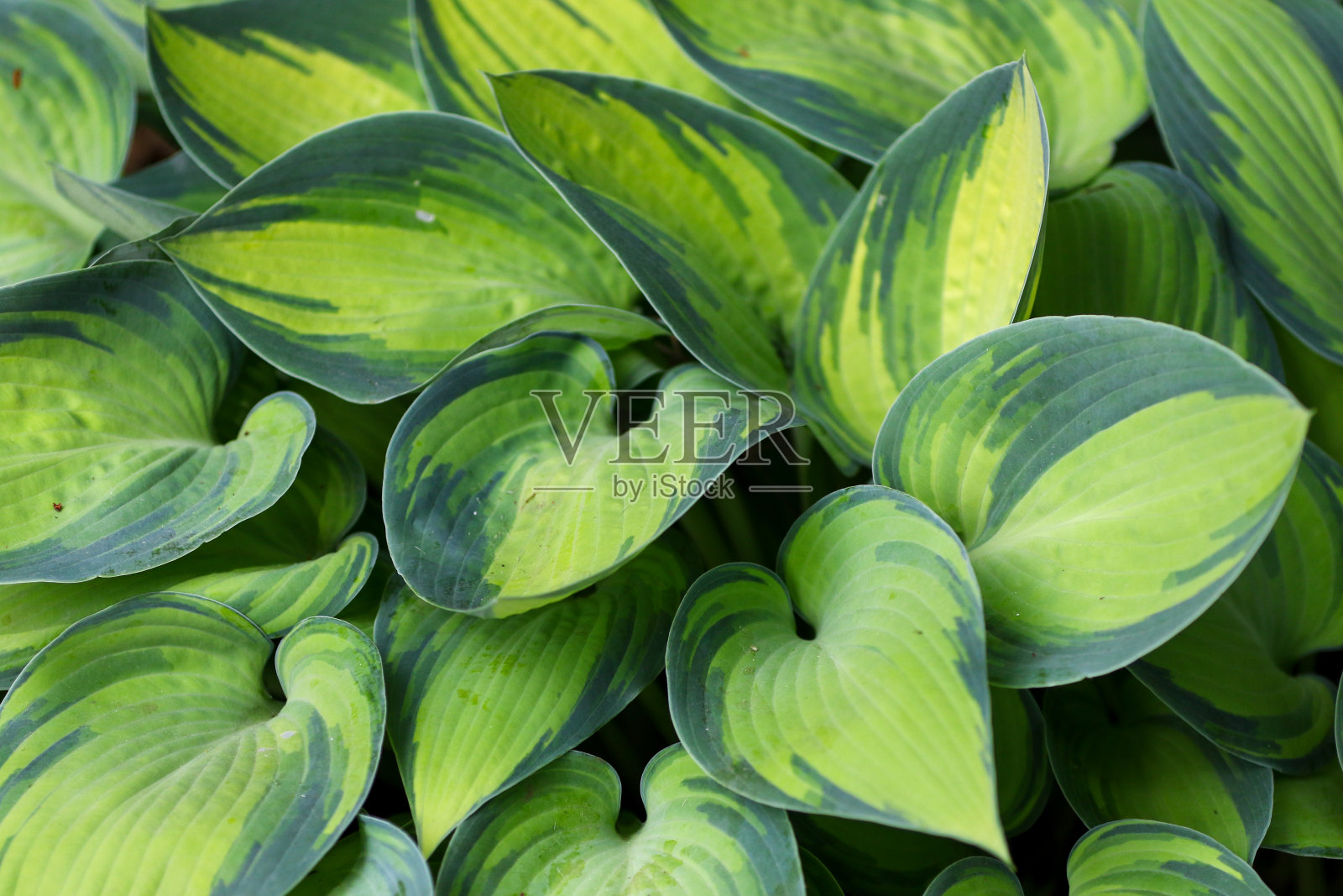 在户外照片摄影图片