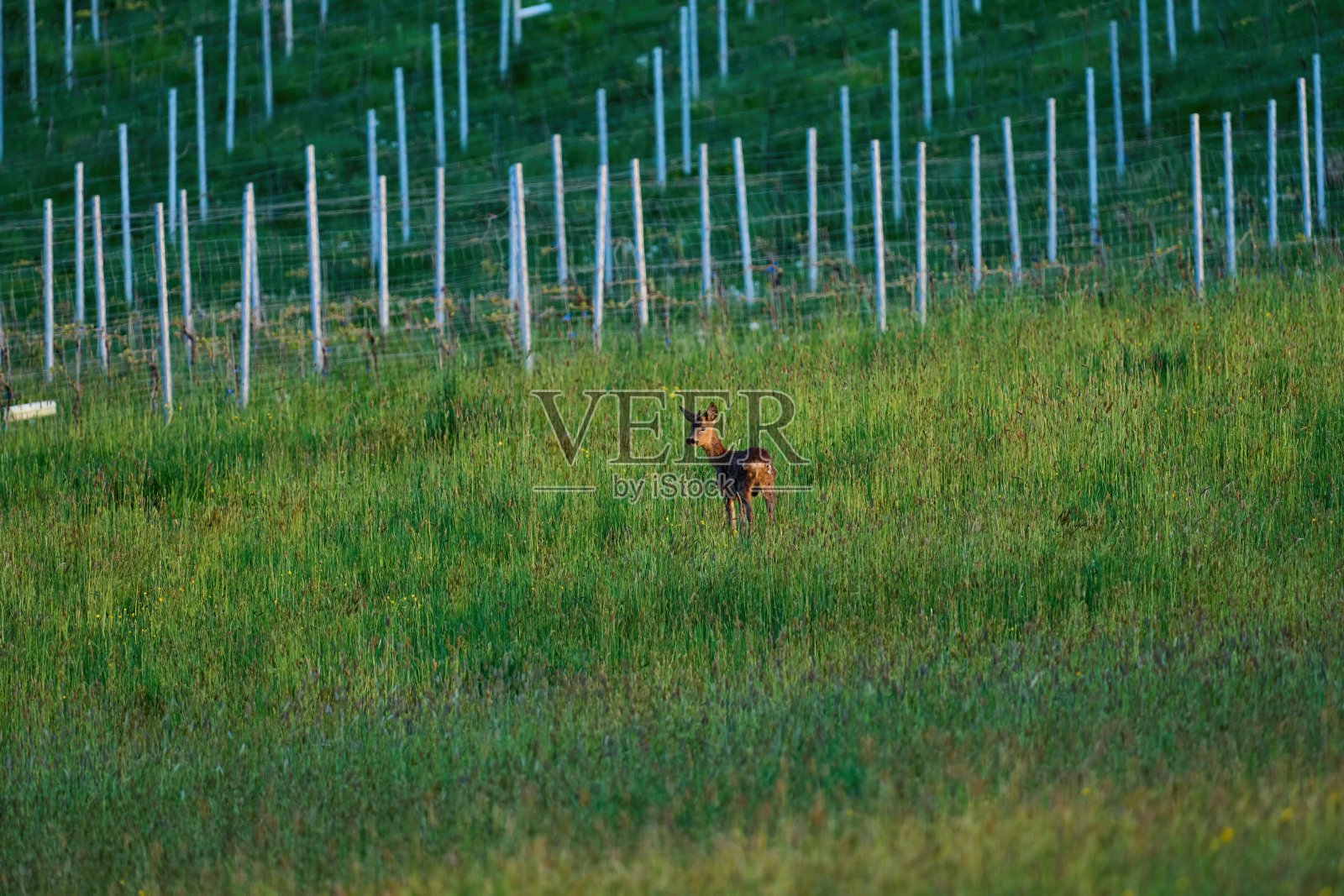 一只年轻的雄鹿站在葡萄园的栅栏前,回头看着镜头照片摄影图片