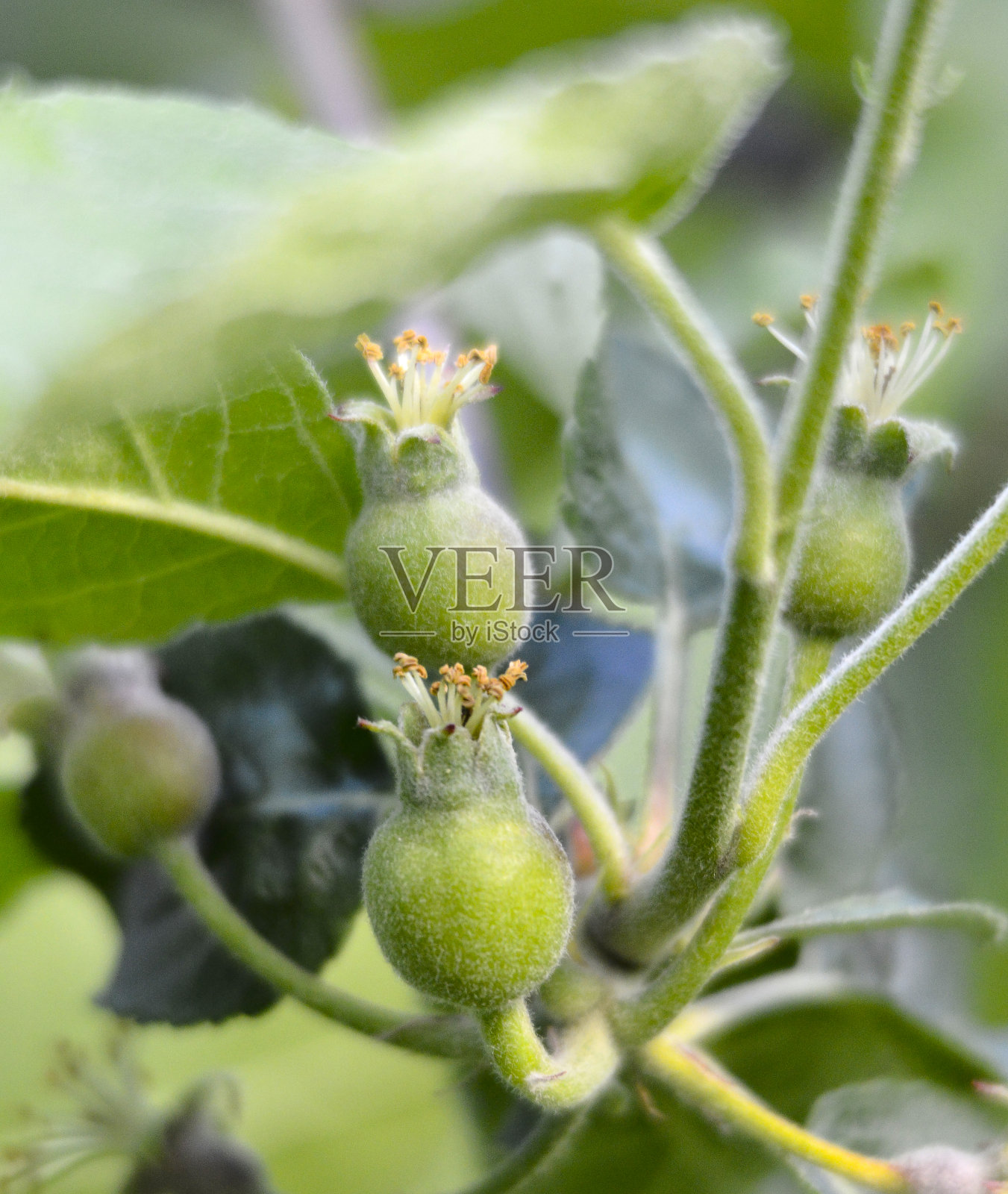 花园里开花后的苹果幼果。幼苹果芽原基。在幼果期的小苹果。坐果和绿叶。照片摄影图片