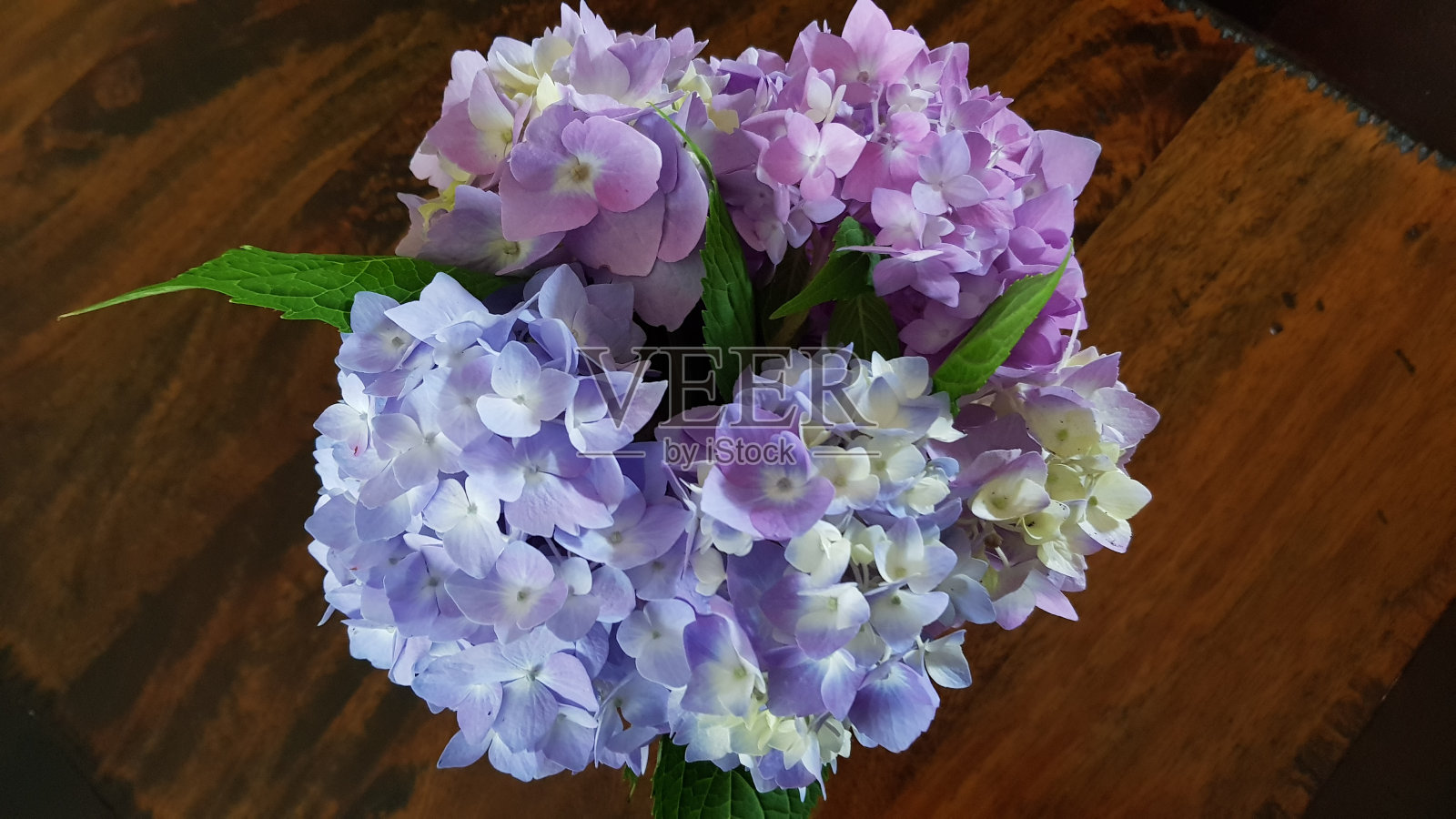 粉彩绣球花在花瓶的特写照片摄影图片