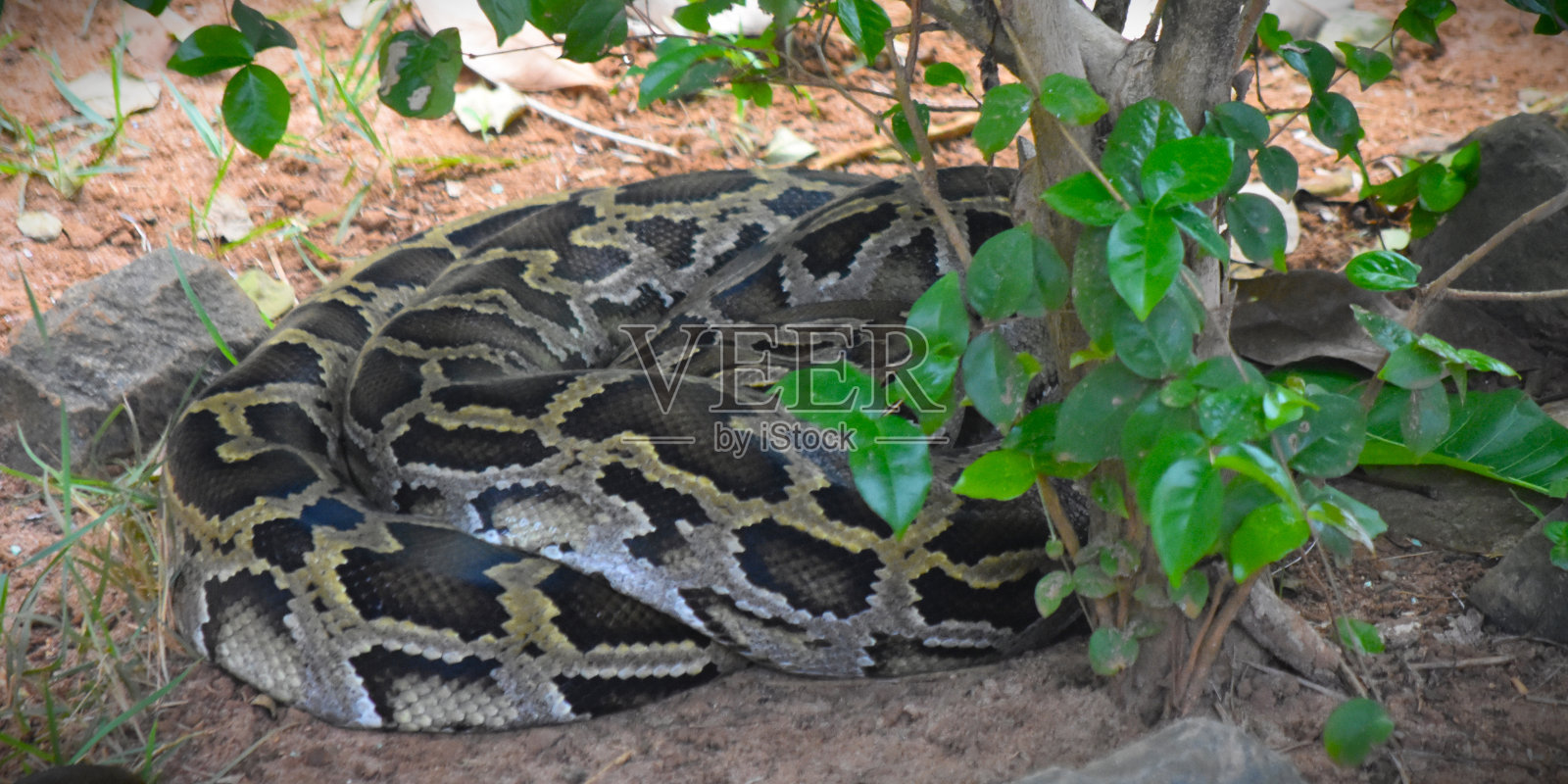 水蟒照片摄影图片