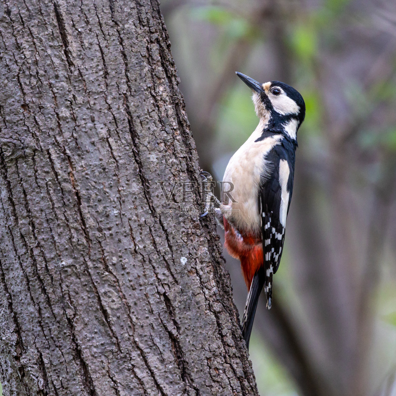 大斑点啄木鸟,Dendrocopos major正坐在树枝上照片摄影图片