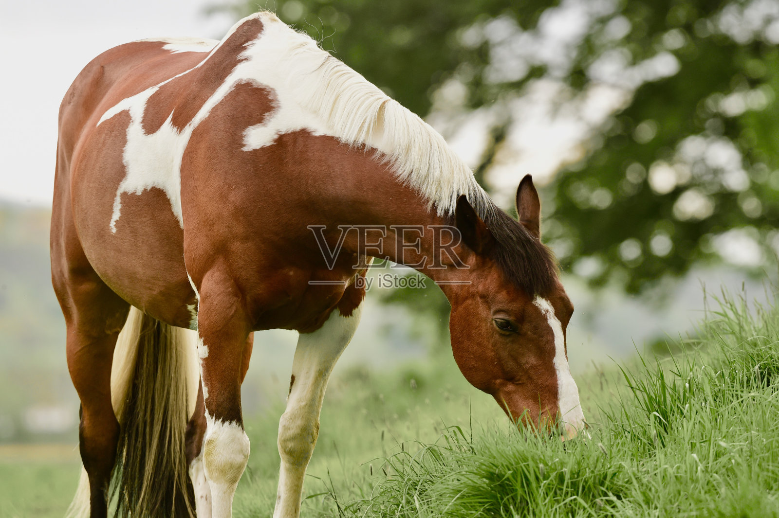 美丽的马吃草照片摄影图片
