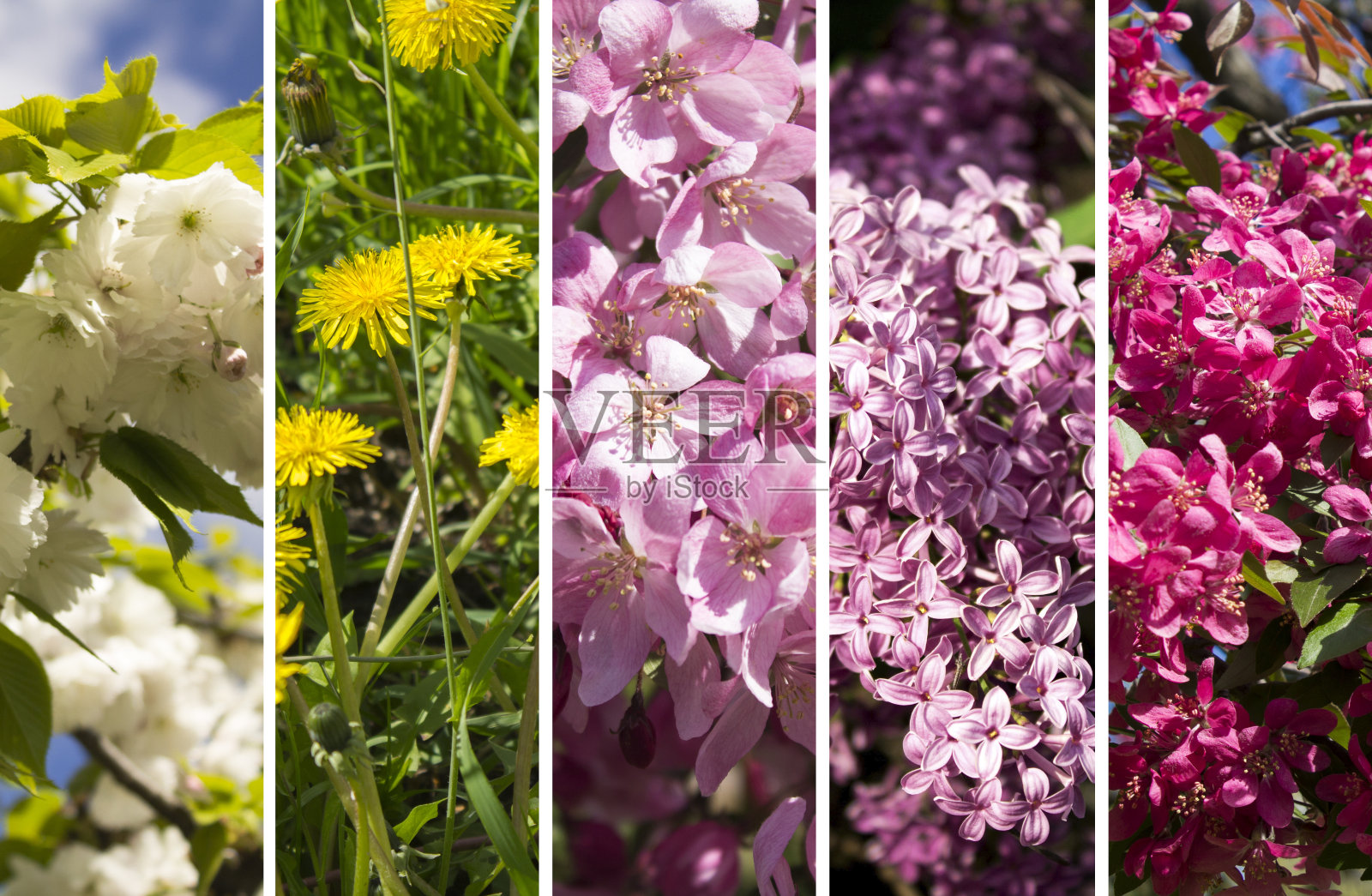 花拼贴。一组带花的图画。特写镜头。照片摄影图片