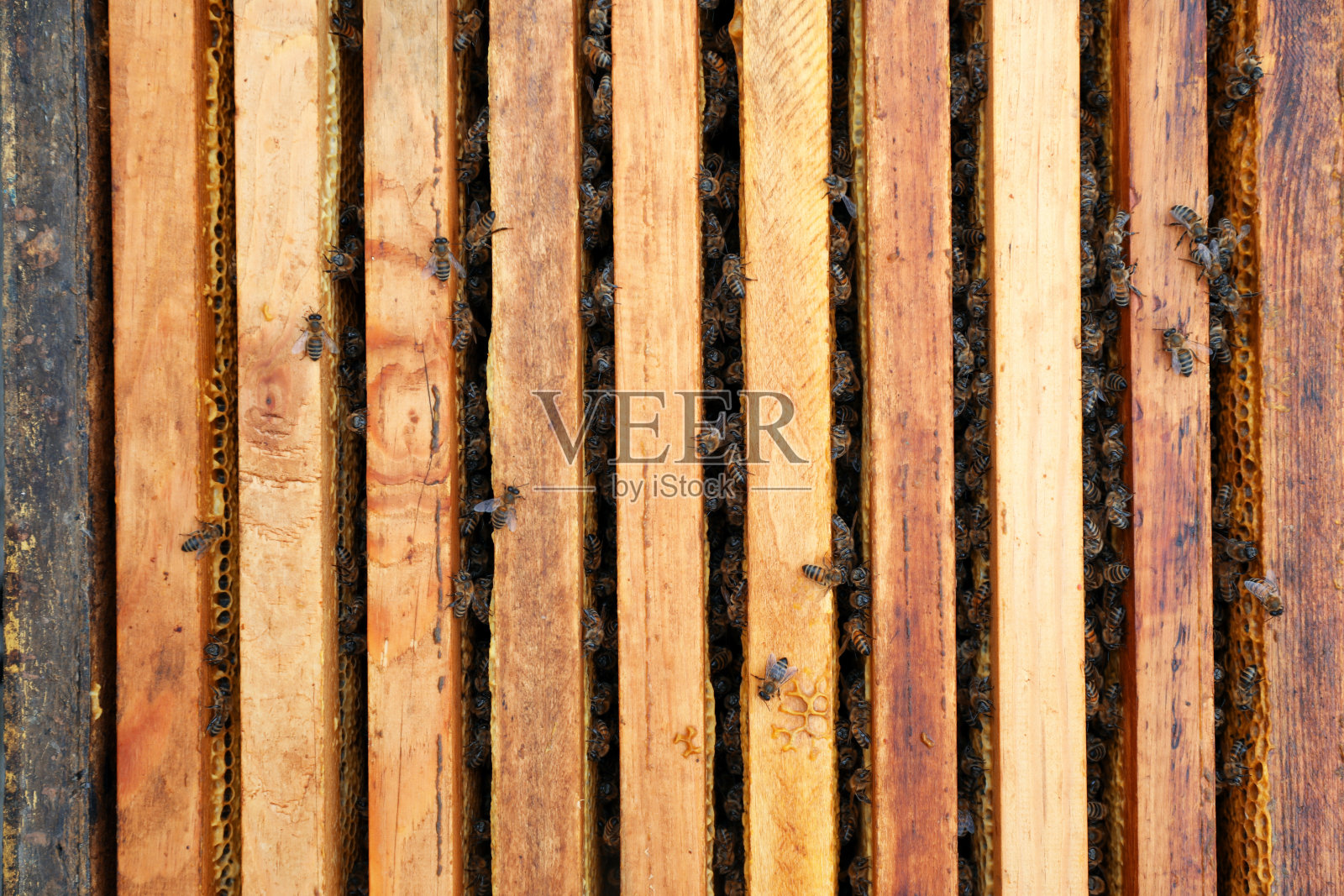 许多蜂巢框架与蜜蜂为背景,俯视图照片摄影图片