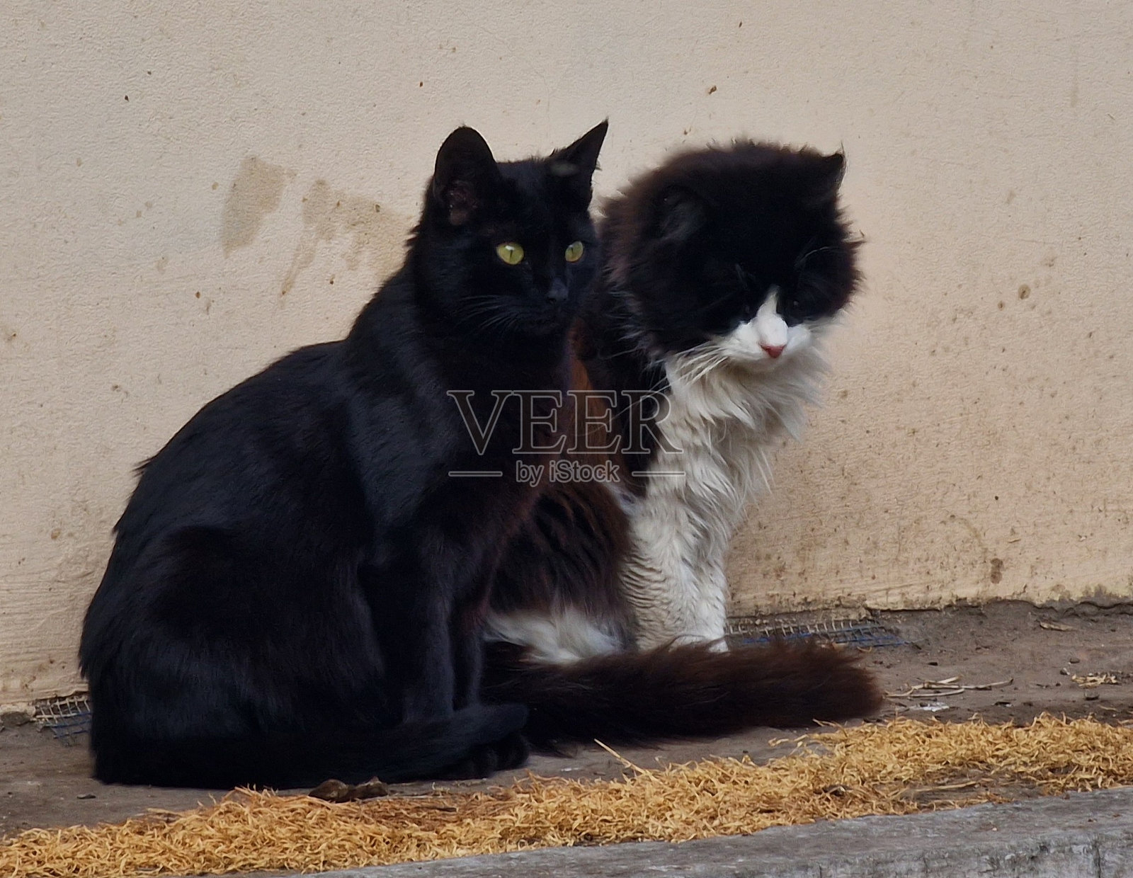 两只黑猫坐在篱笆上照片摄影图片