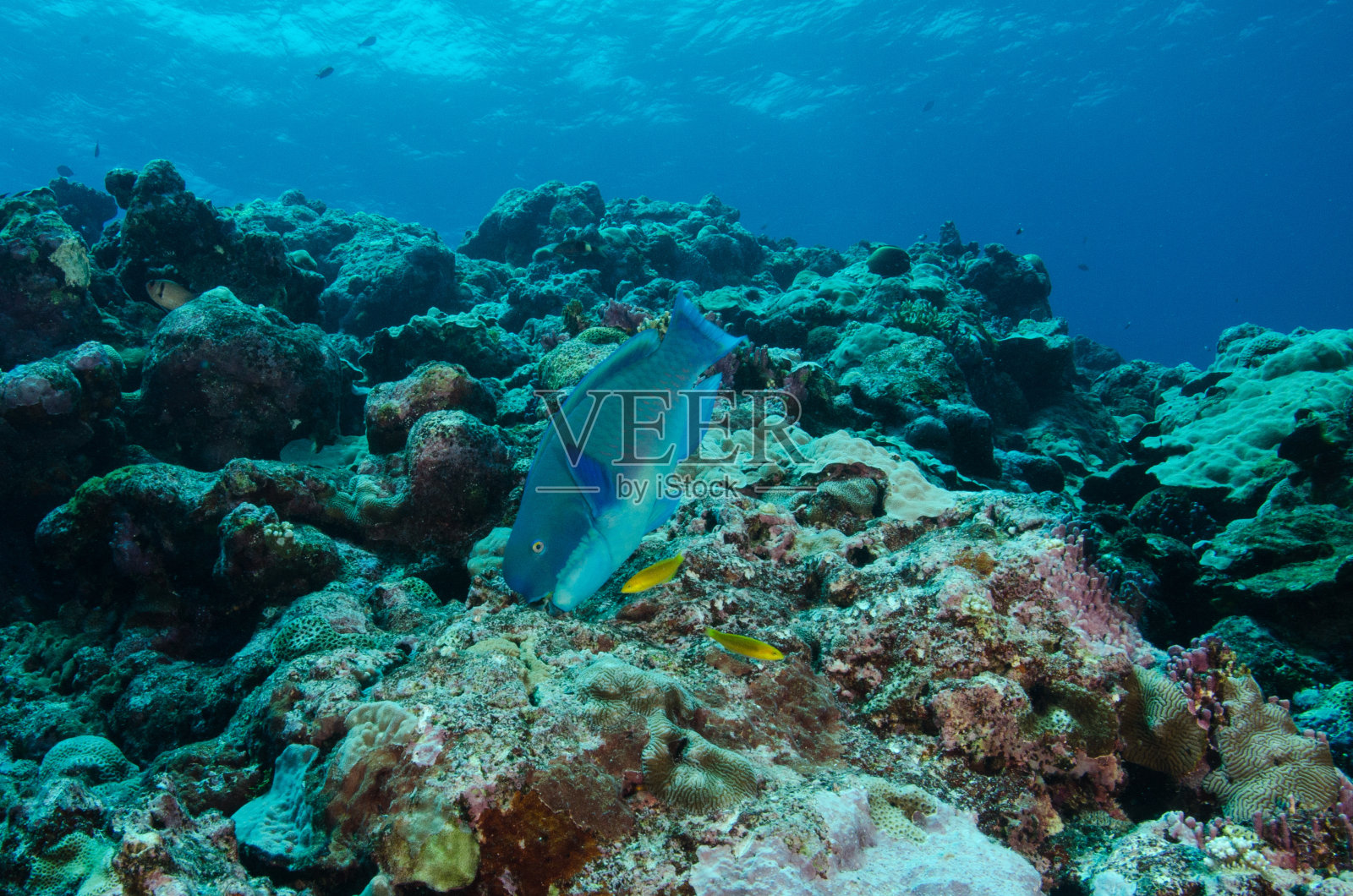在礁石上觅食的隆头鹦嘴鱼照片摄影图片