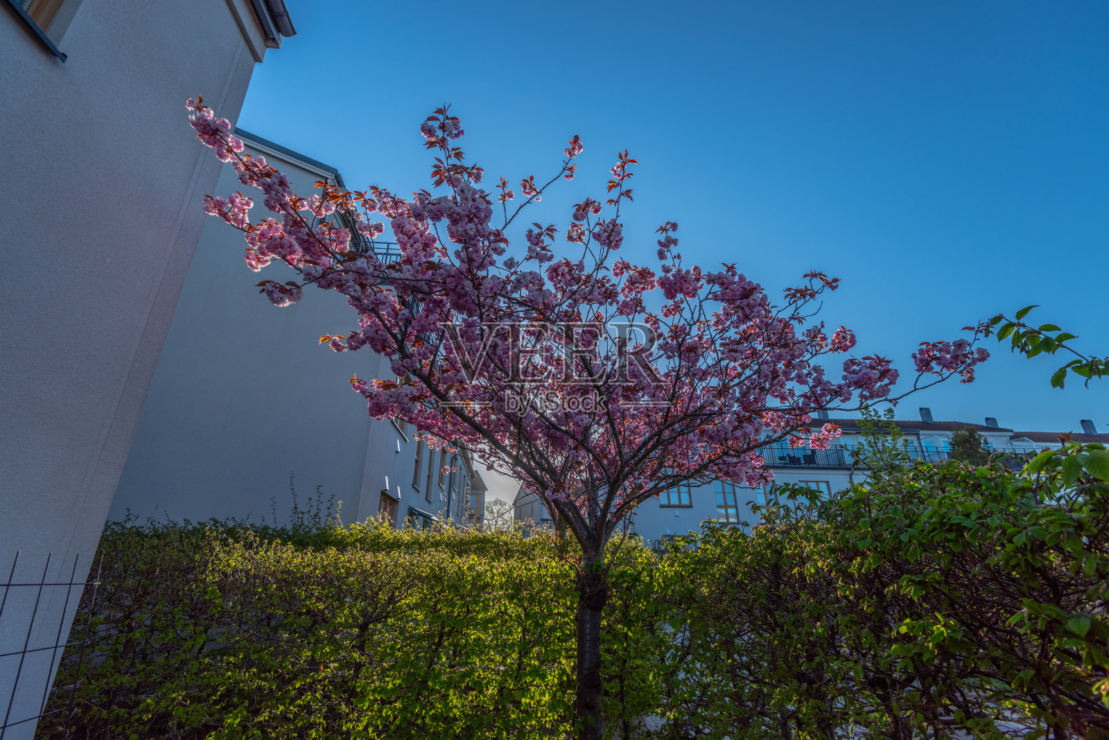 在清晨的阳光下,一棵粉红色的樱桃树在房子旁边的小花园里盛开。照片摄影图片