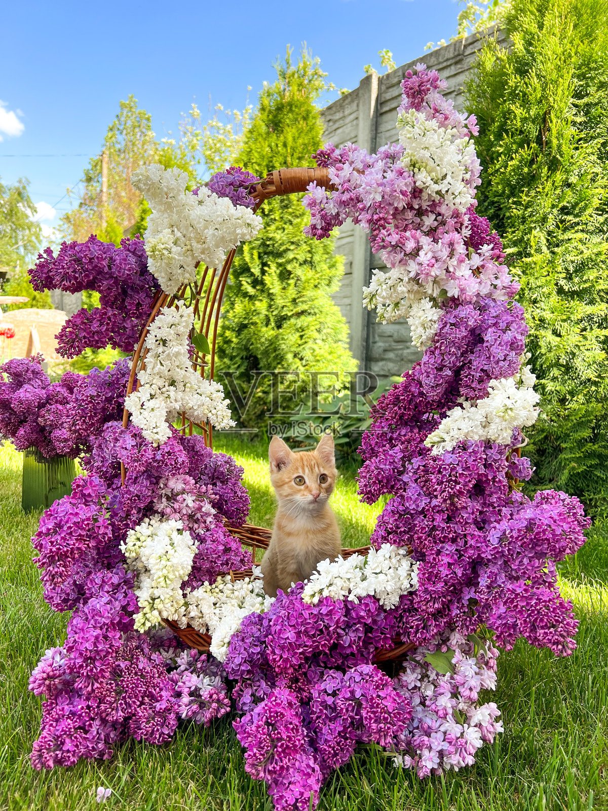 篮子里的姜黄色小猫,还有紫丁香花照片摄影图片