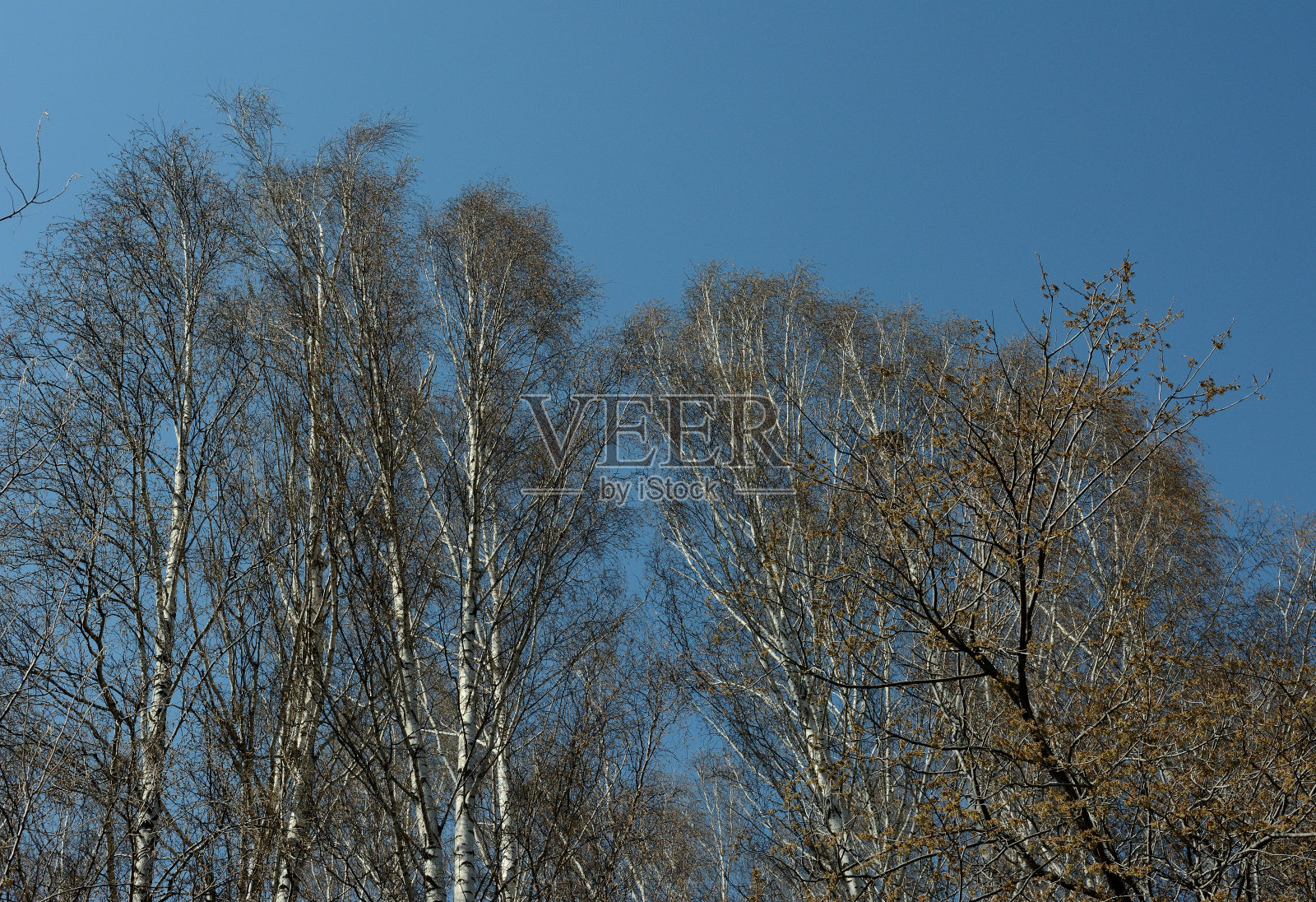 从下面看没有叶子的树梢和早春的蓝天。照片摄影图片