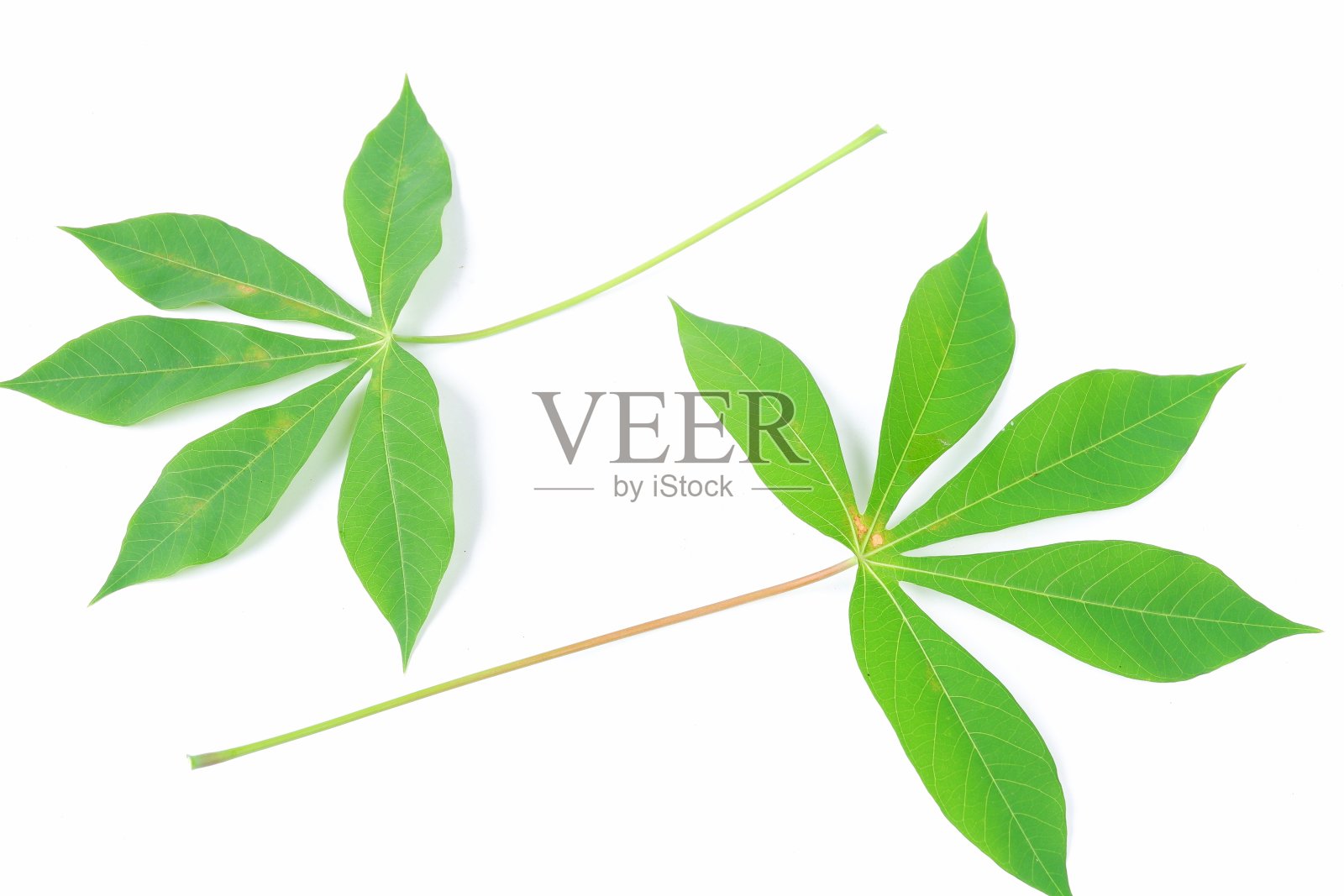 木薯叶孤立在白色背景上照片摄影图片