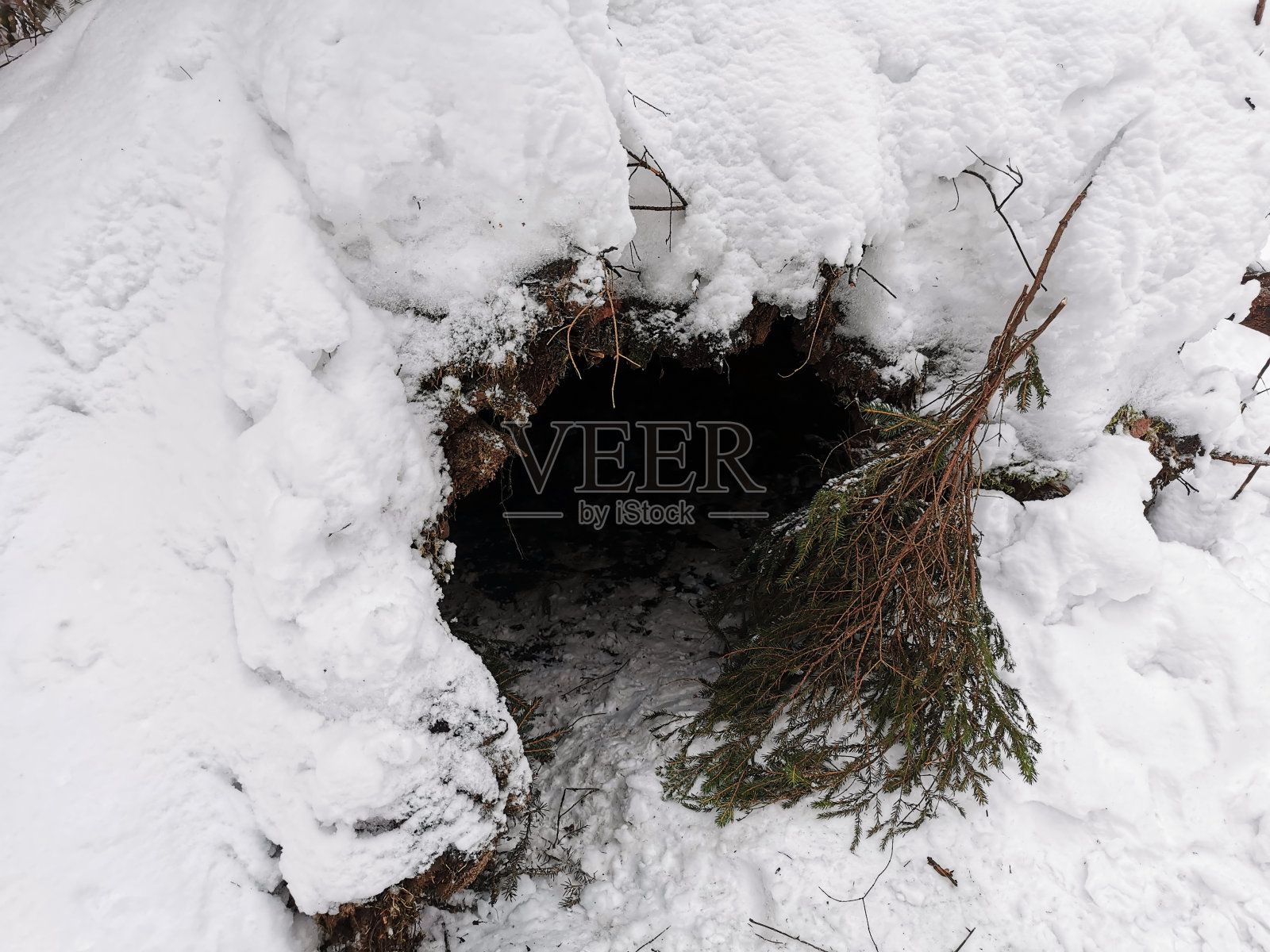 一棵被雪覆盖的倒下的树根,你可以躲在里面,像一间小屋。照片摄影图片