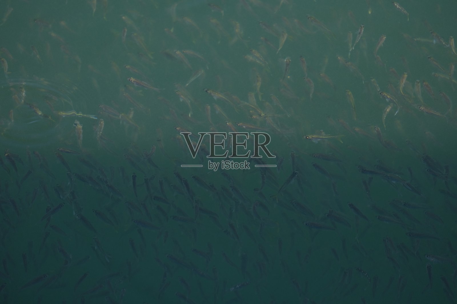 一群小鱼照片摄影图片