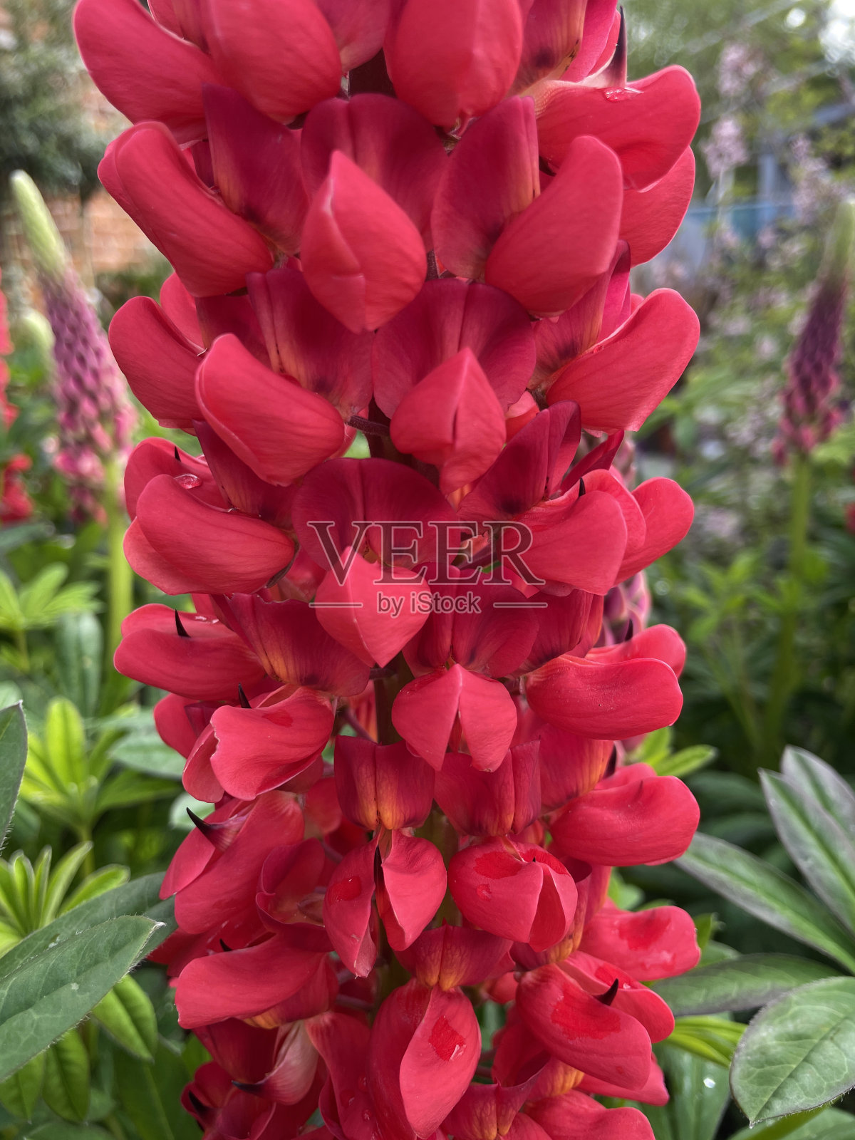 近距离的草本花卉边界与红色羽扇豆(Lupinus)观赏花园,关注前景照片摄影图片