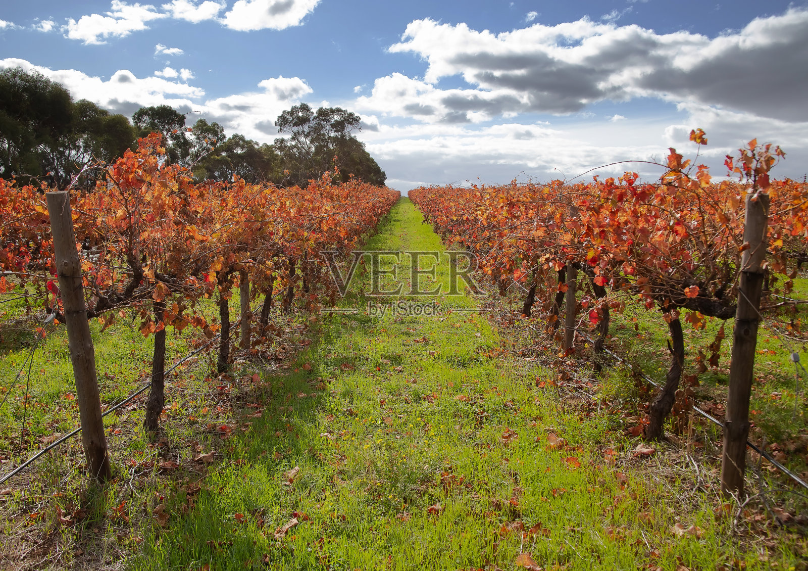 红色的秋天葡萄园,一行行葡萄藤映衬着绿草和蓝天白云照片摄影图片