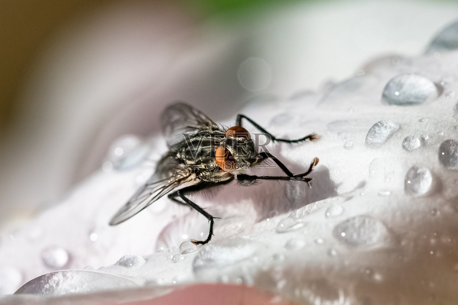 一只苍蝇站在粉红色的花上照片摄影图片
