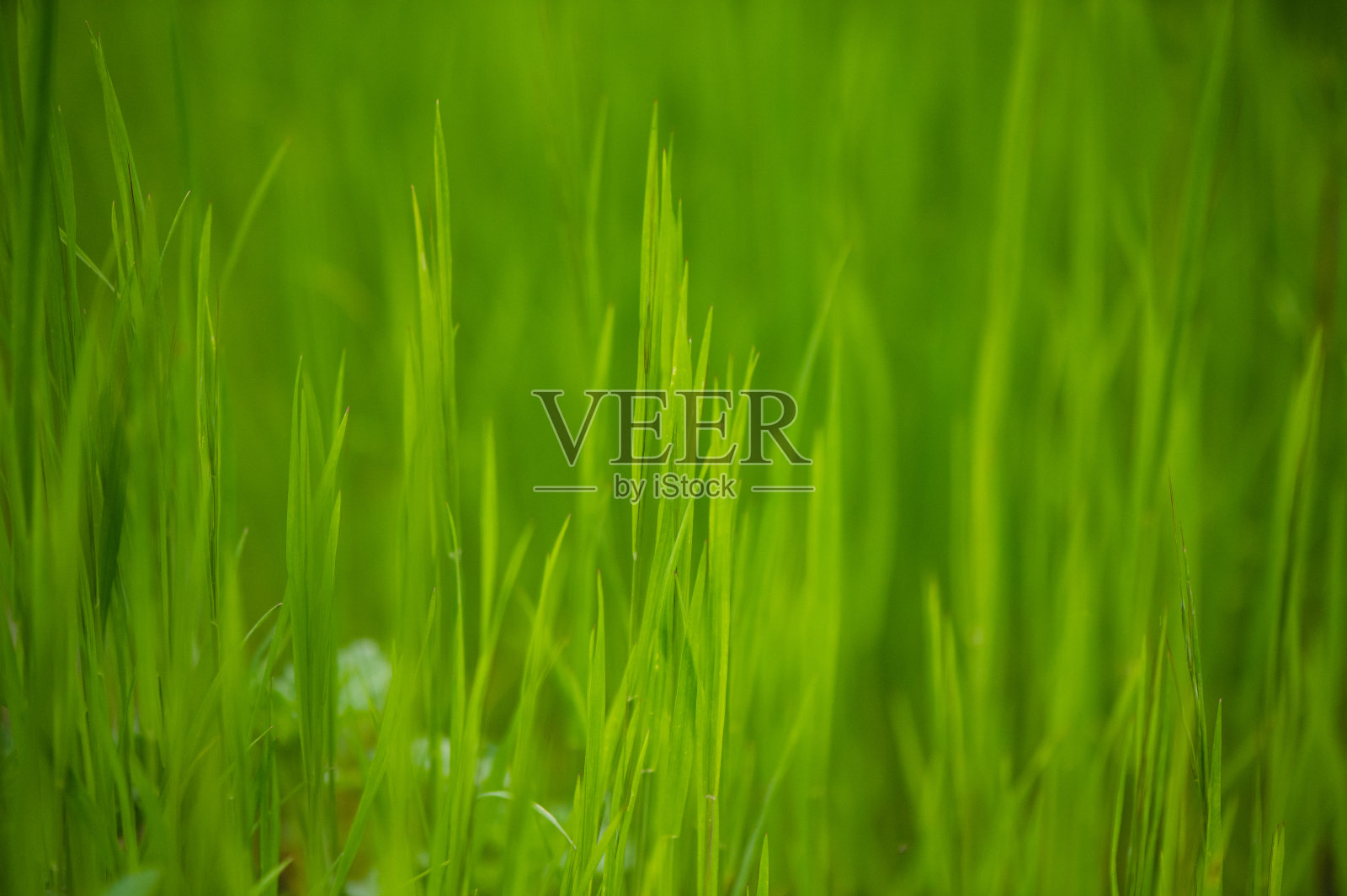 绿色的树叶照片摄影图片