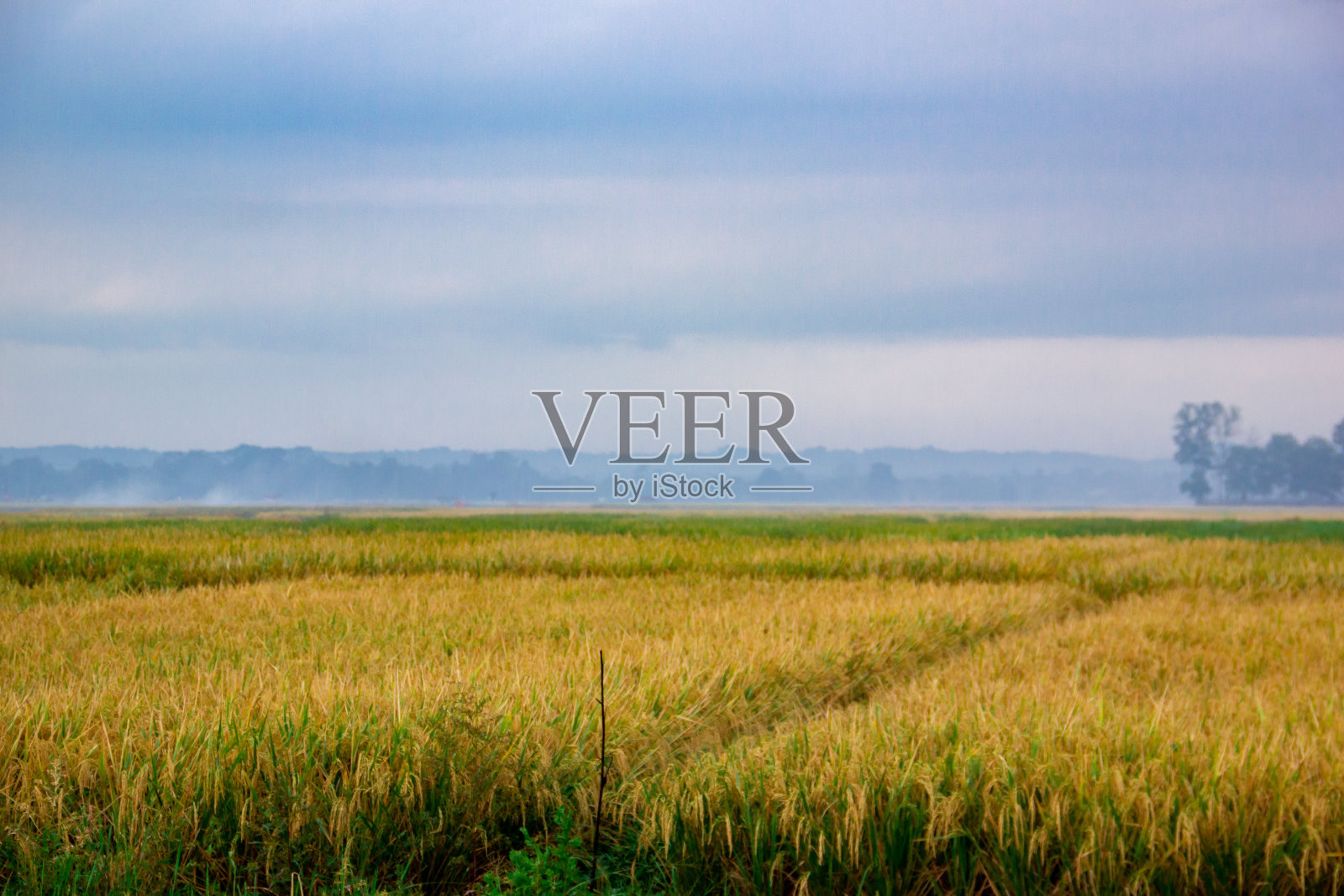 水稻照片摄影图片