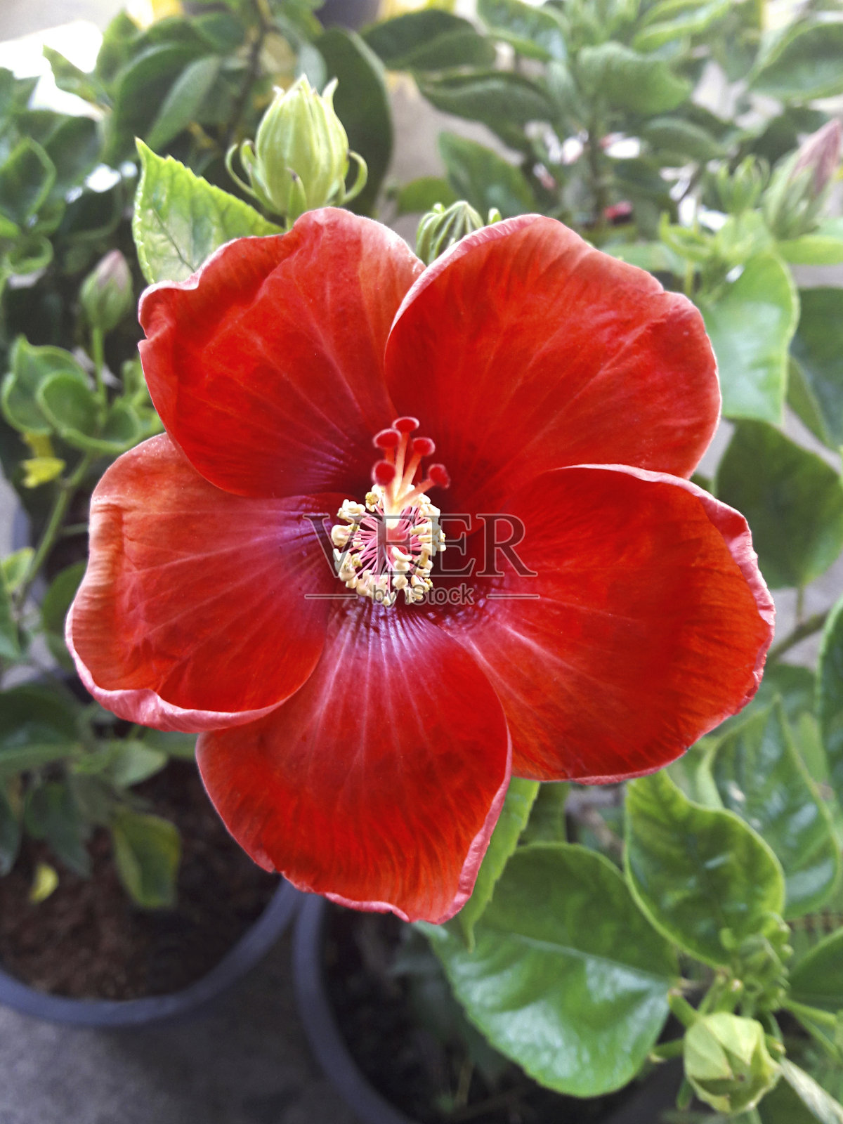 美丽的红色芙蓉花孤立在白色的背景照片摄影图片