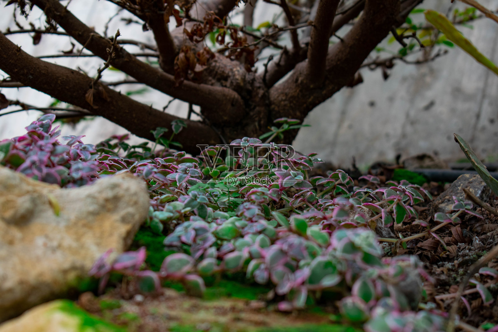灌木根上的小植物照片摄影图片
