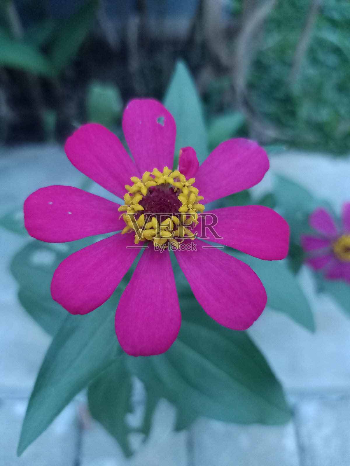 紫色flowe照片摄影图片