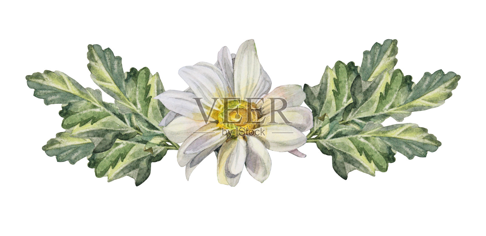 水彩菊花菊花洋甘菊与绿叶孤立在白色背景。手绘夏季开花花店花。剪纸为庆祝婚礼包装纺织品,着色书插画图片素材
