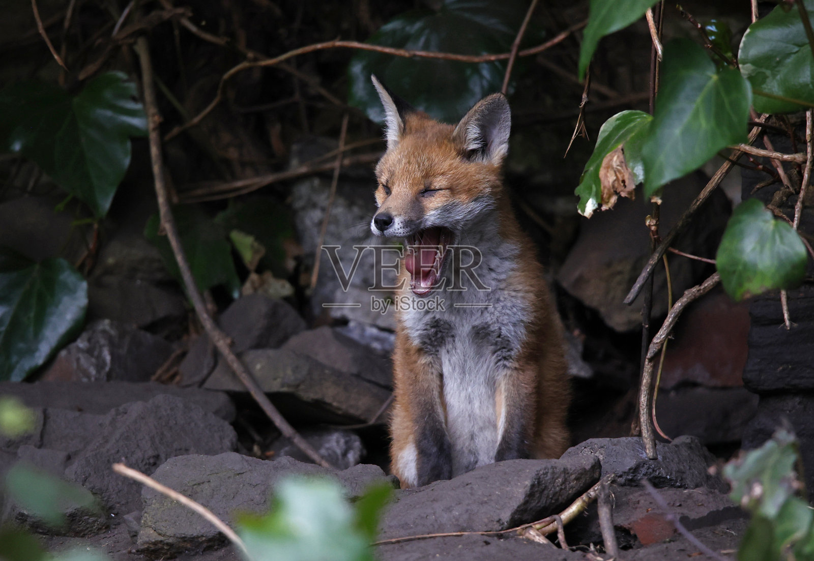 城市狐狸幼崽探索花园照片摄影图片
