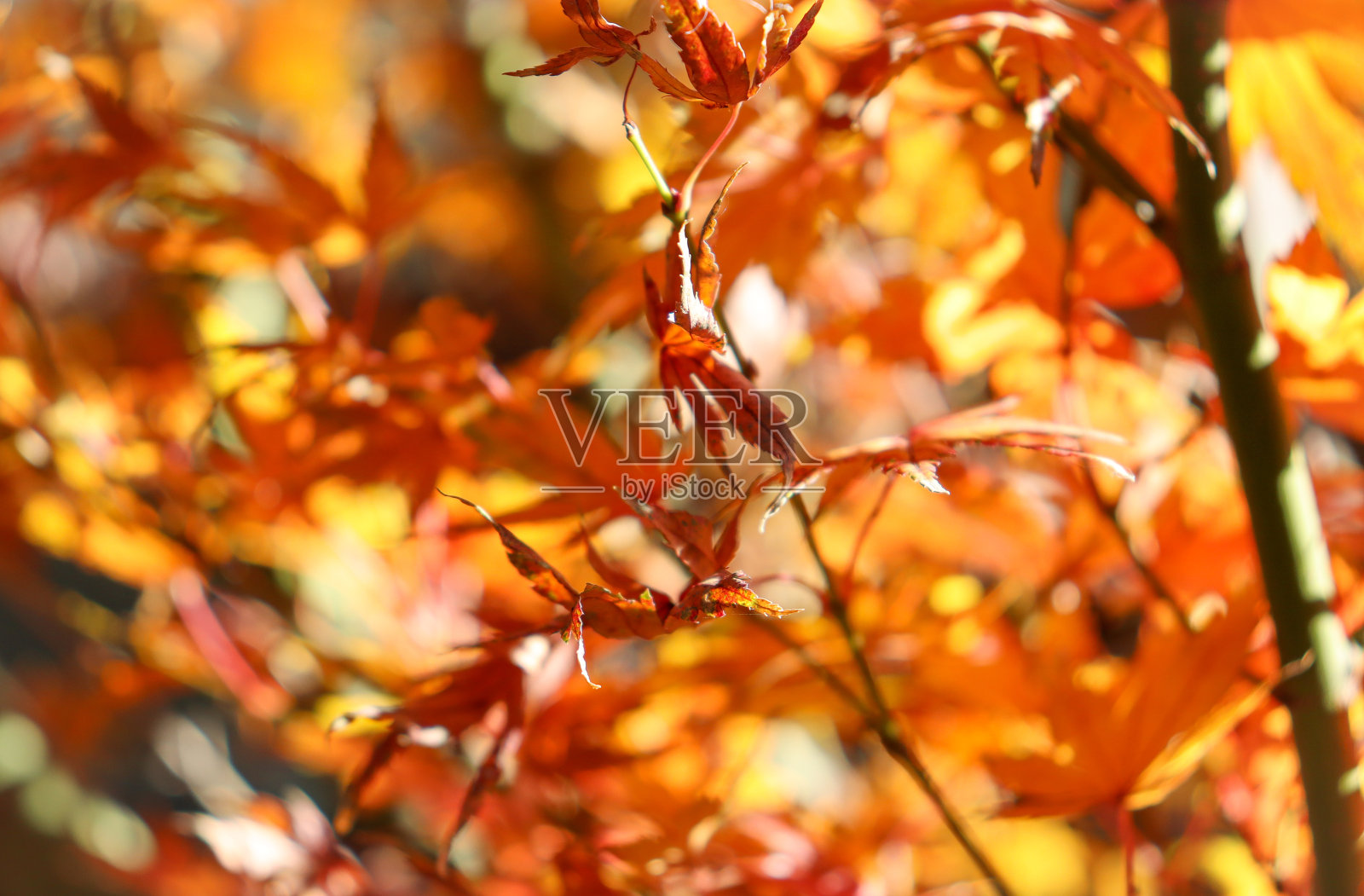 秋天的枫叶红彤彤的照片摄影图片