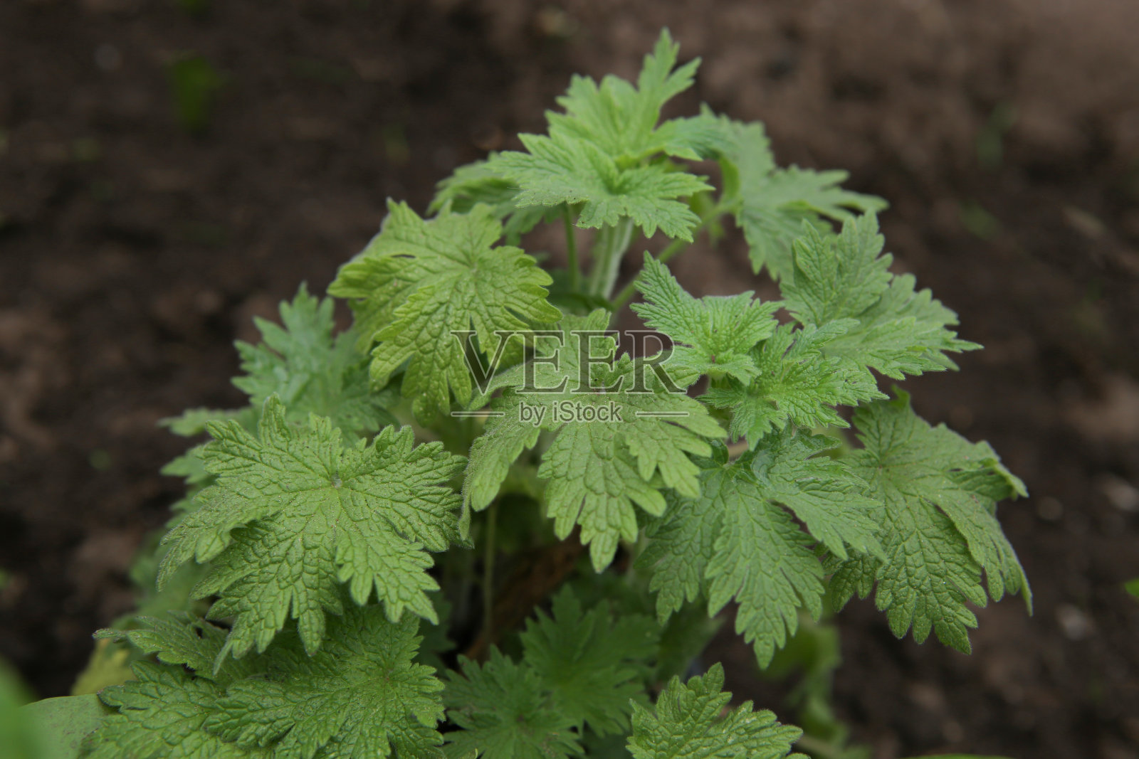 土中益母草幼苗照片摄影图片