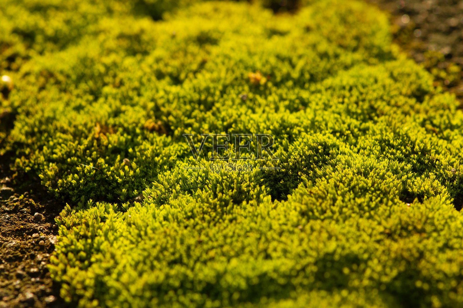 青苔在石浅集中照片摄影图片