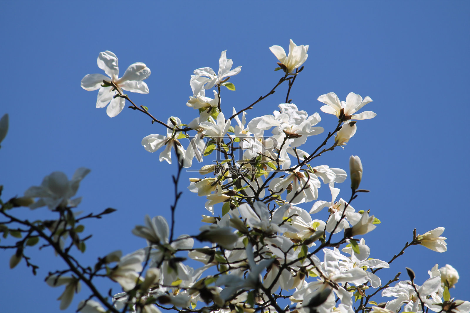 小木兰(木兰)树与白色的花对春天的蓝天照片摄影图片