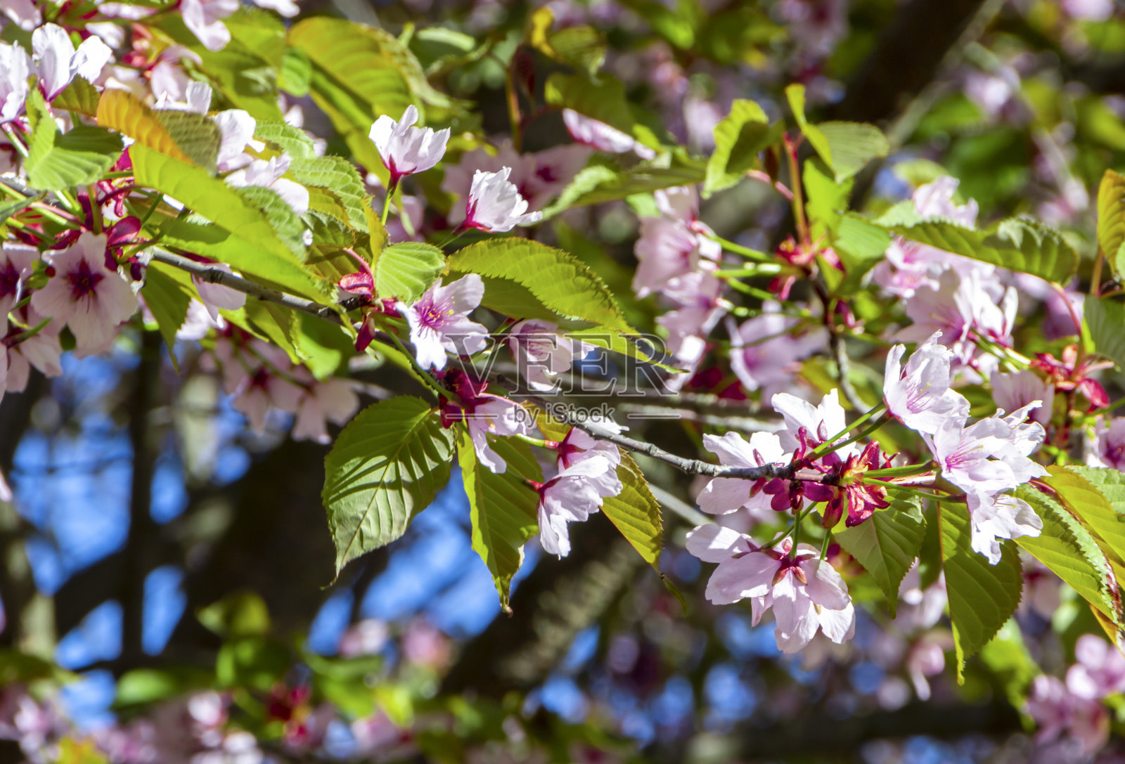盛开的樱花枝特写。微妙的粉红色的花照片摄影图片