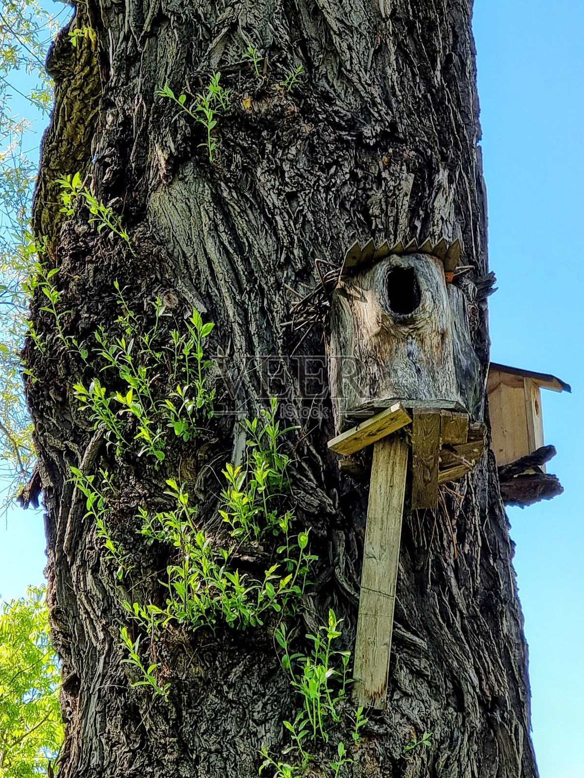 禽舍照片摄影图片
