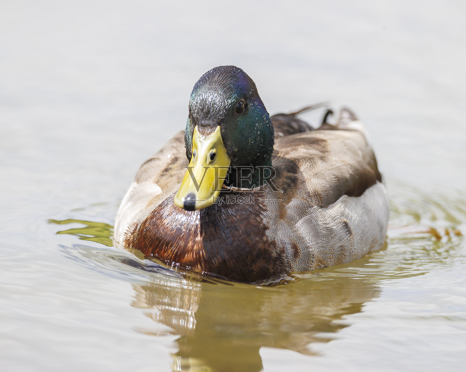 野鸭照片摄影图片