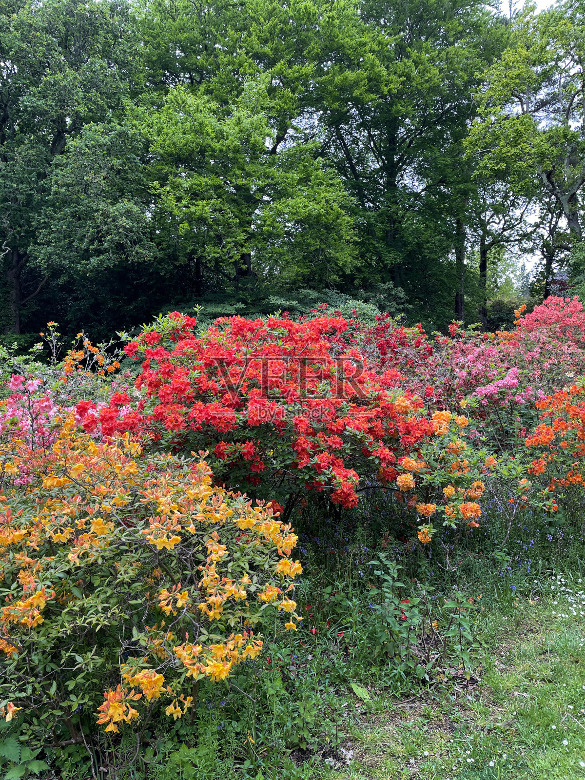 春天林地花园五彩缤纷的杜鹃花灌木和杜鹃花灌木的图像照片摄影图片