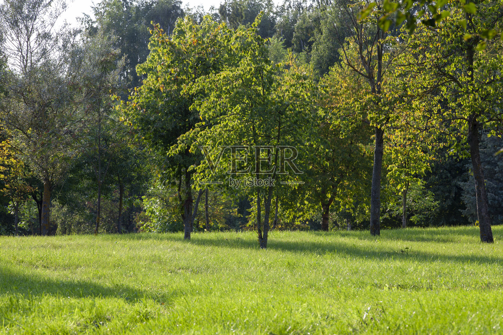 夏天公园里生长着落叶树照片摄影图片