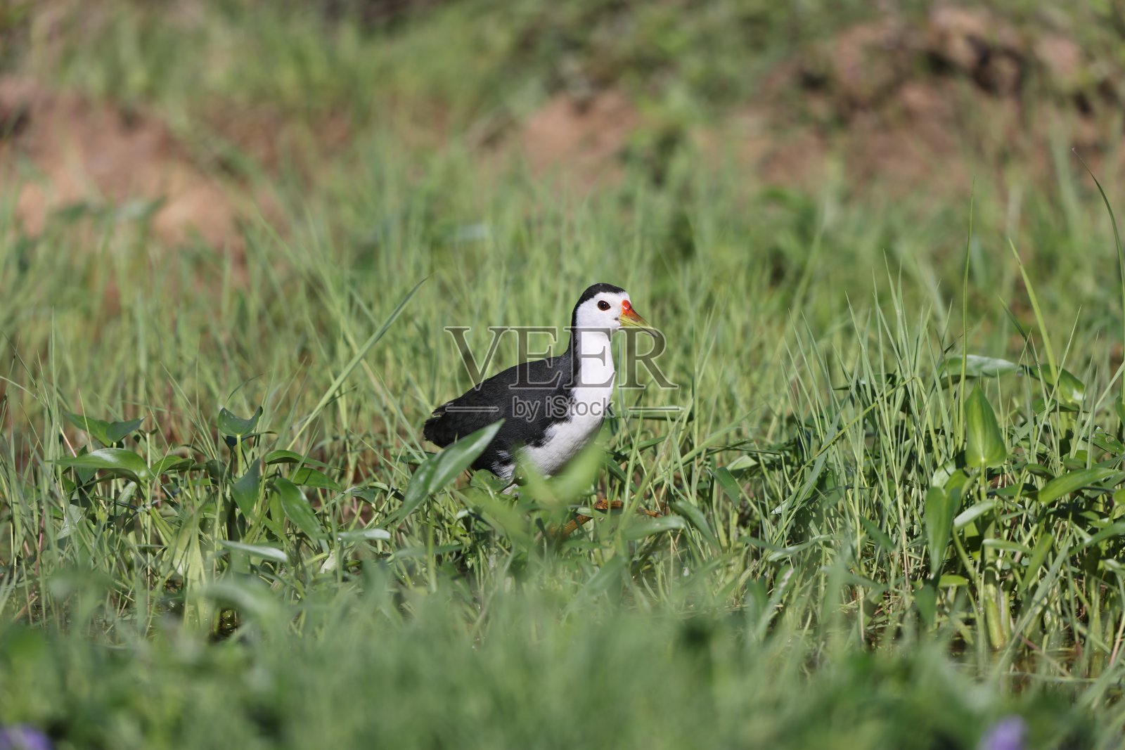 马来西亚婆罗洲岛的白胸水雉照片摄影图片