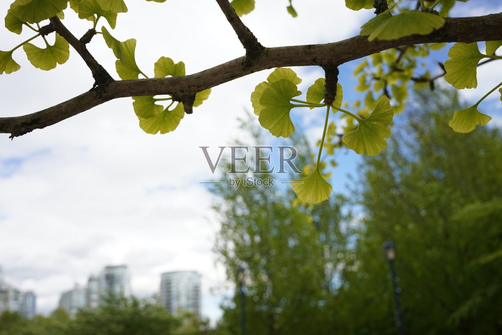 斯坦利公园的四季(春天)景色照片摄影图片