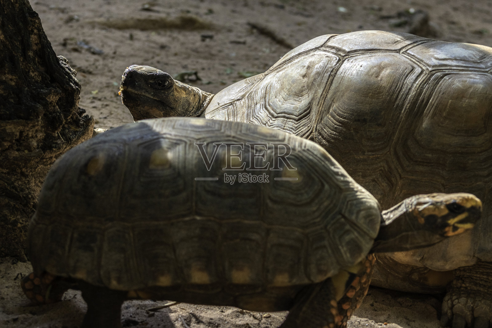 水虎鱼或红足龟()照片摄影图片