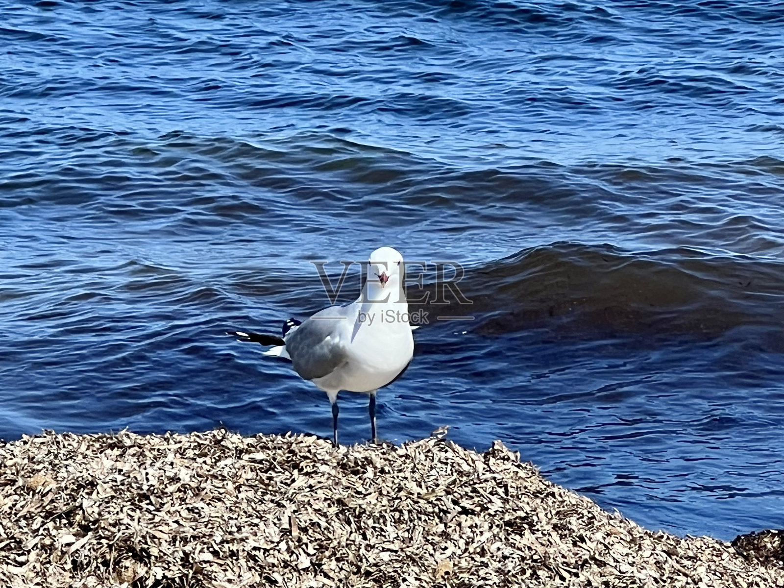 海鸥站在干海草上照片摄影图片