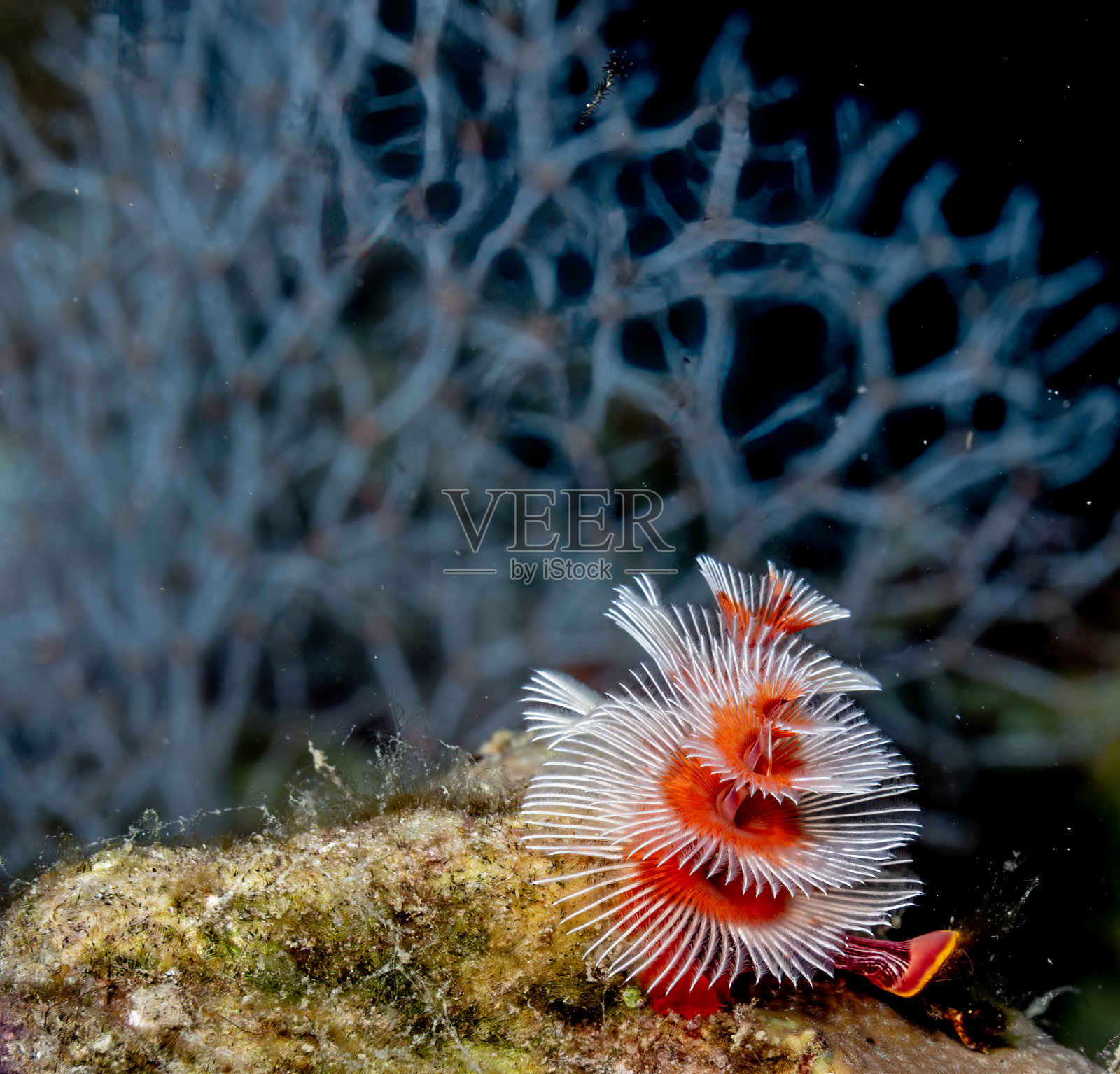 水下圣诞树虫照片摄影图片