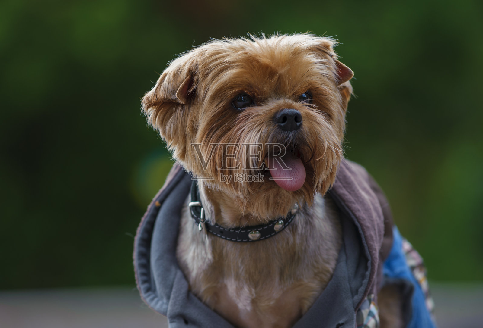 梗照片摄影图片