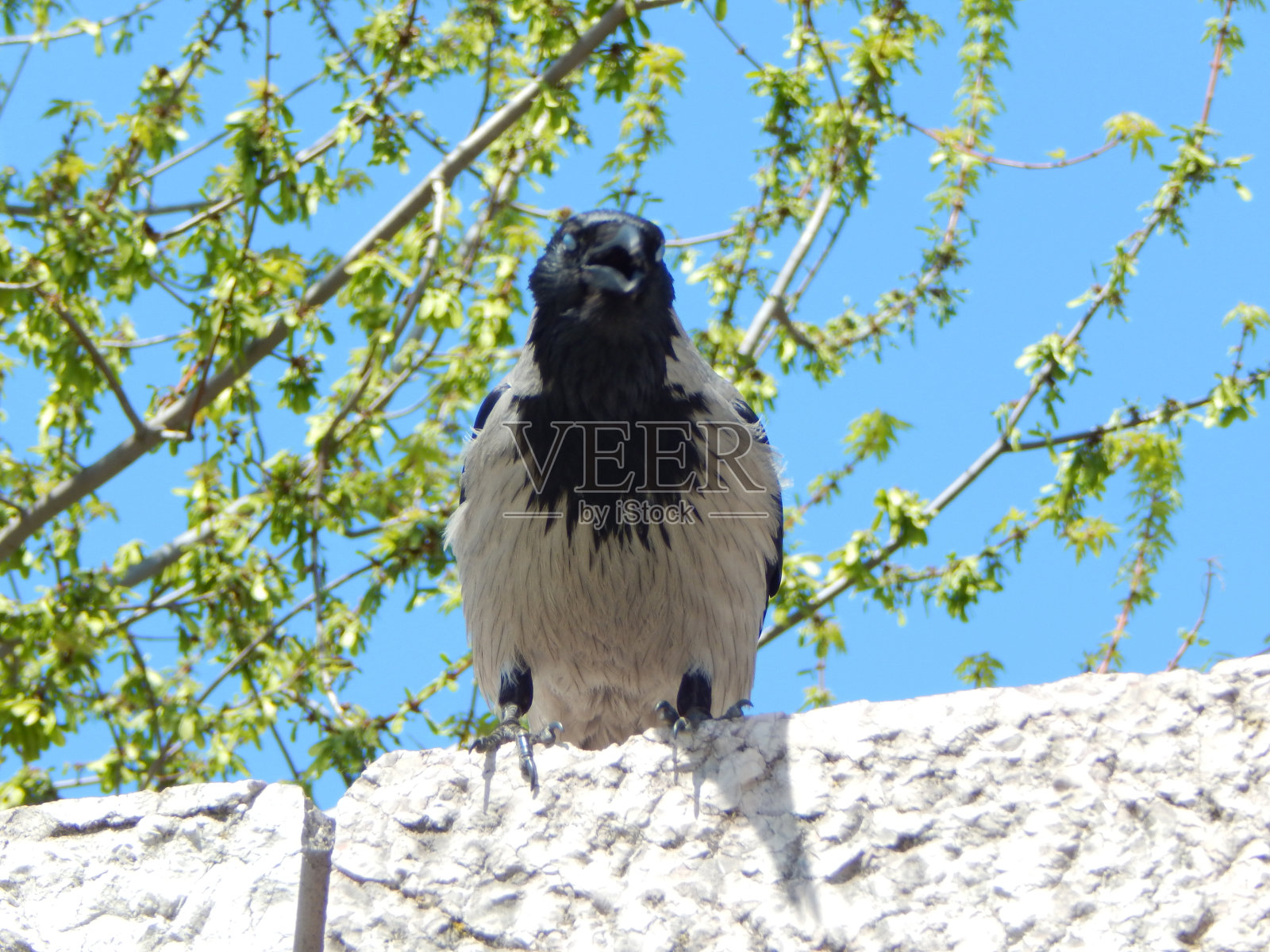 戴头巾的乌鸦(Corvus cornix)从石墙上向下看照片摄影图片