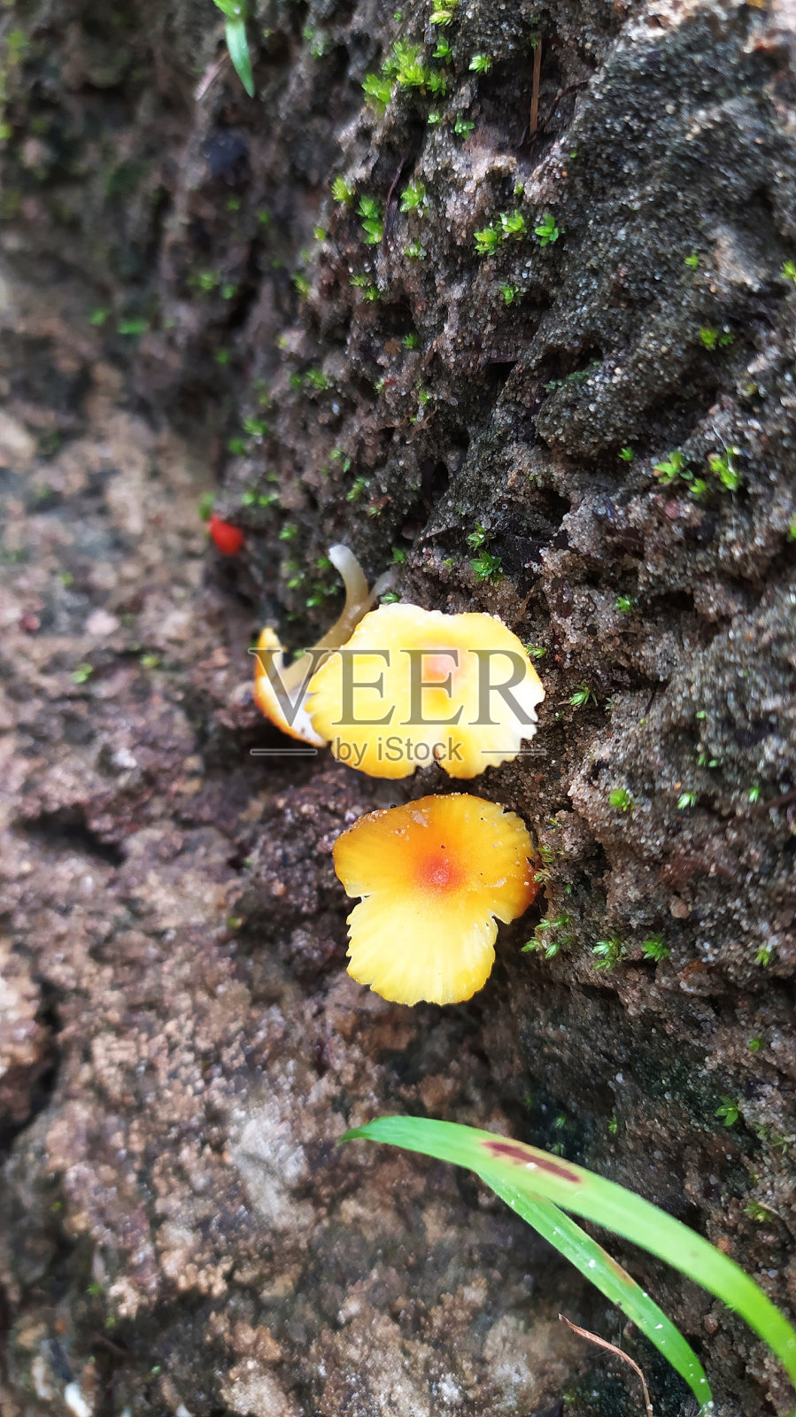 雨后照片摄影图片