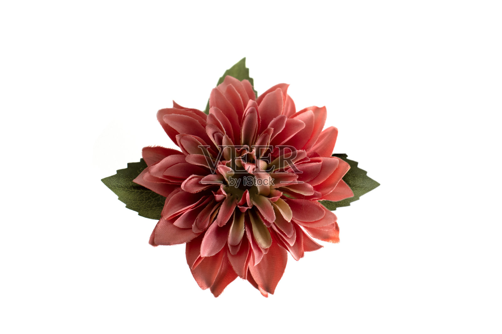 白底红花照片摄影图片